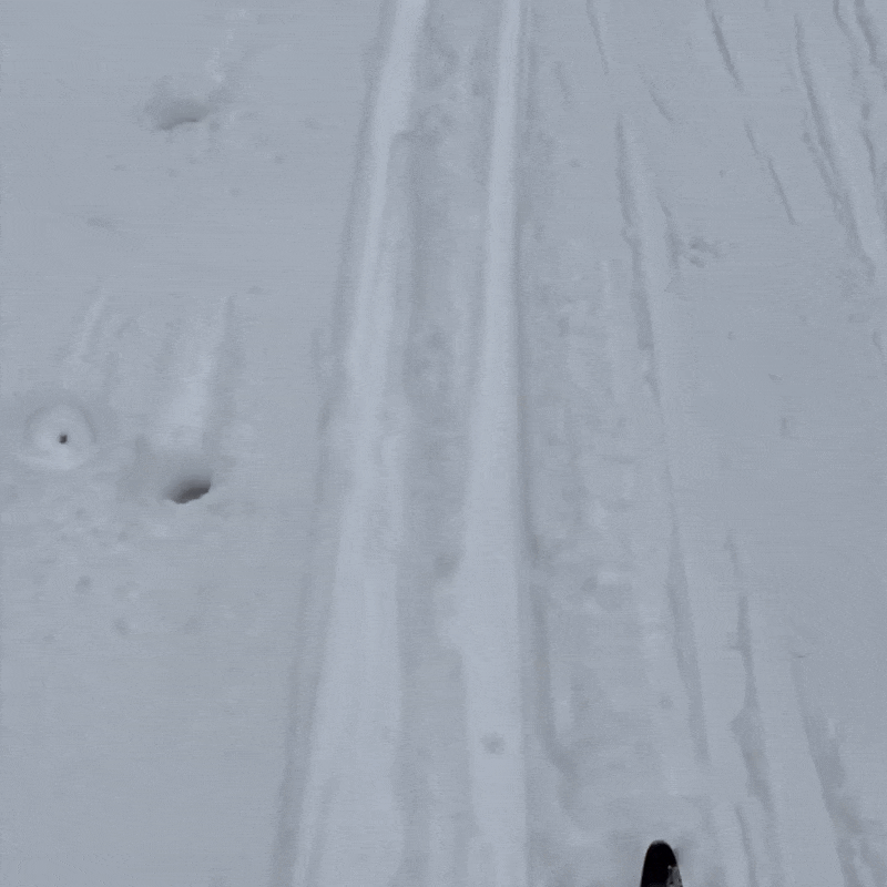 Skis sliding through the snow in snow-covered forest