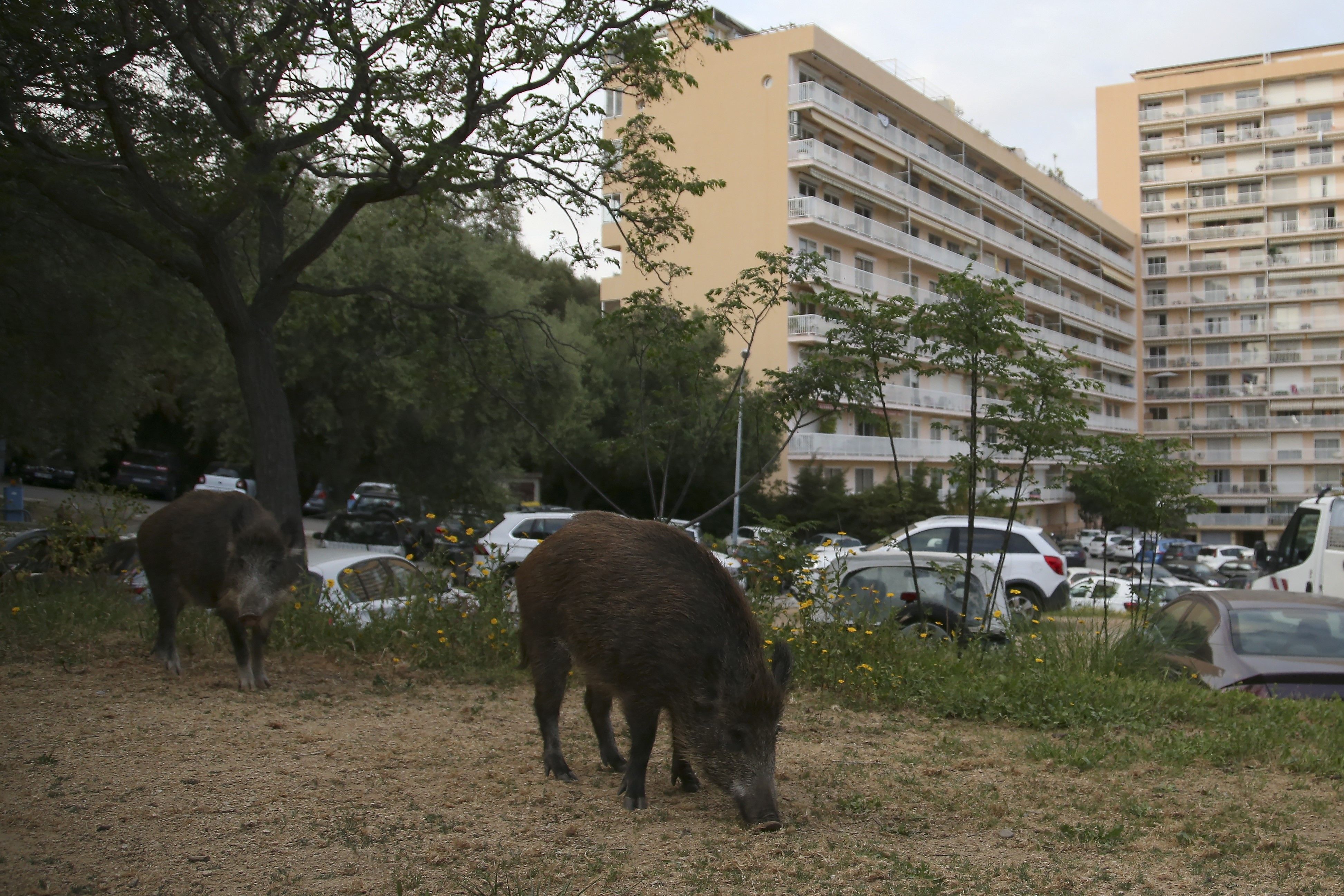 Wild boars eat the grass in a garden close to a residential buildings in Ajaccio, on the French Mediterranean island of Corsica