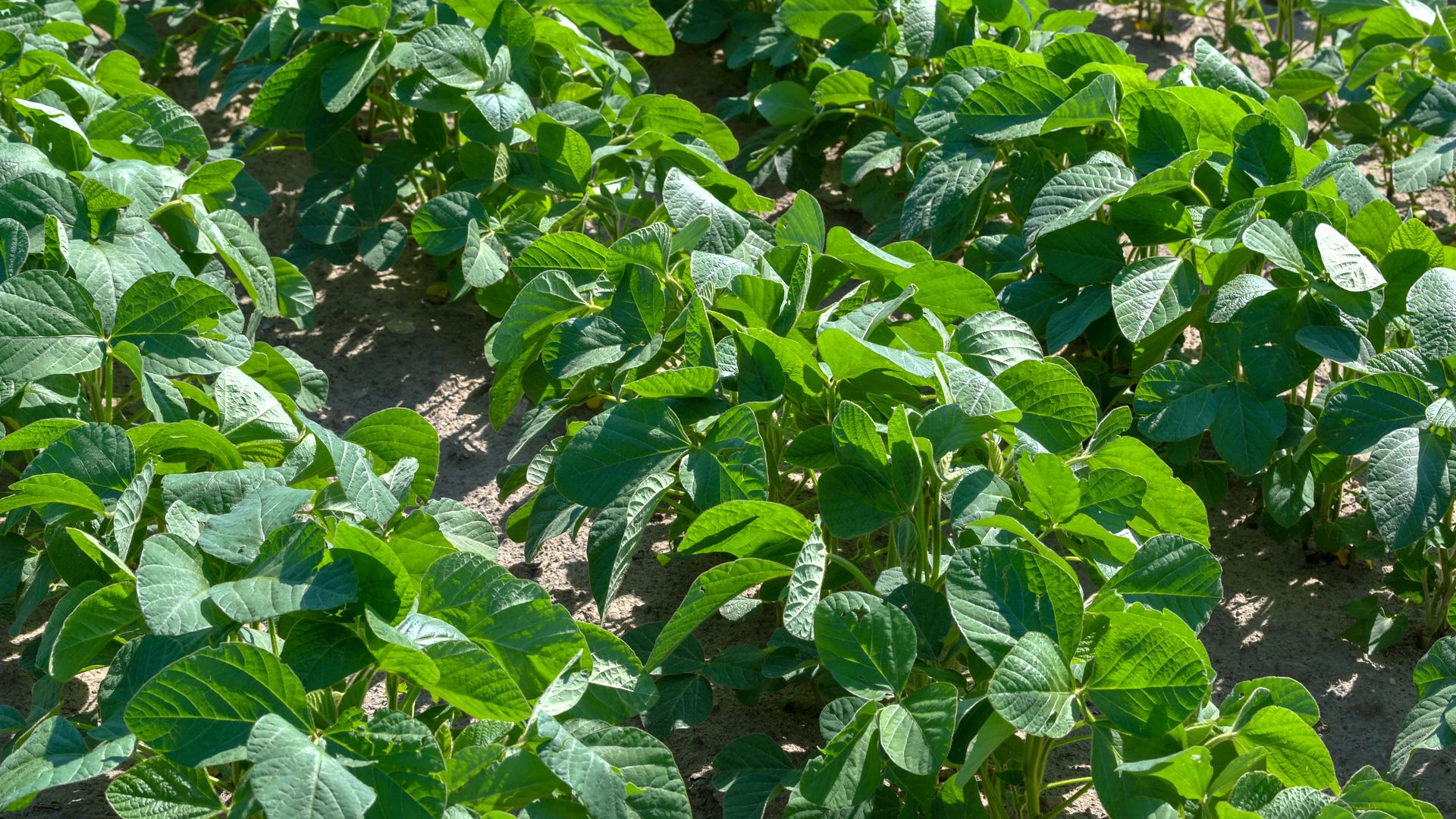 A row of planted soybeans.