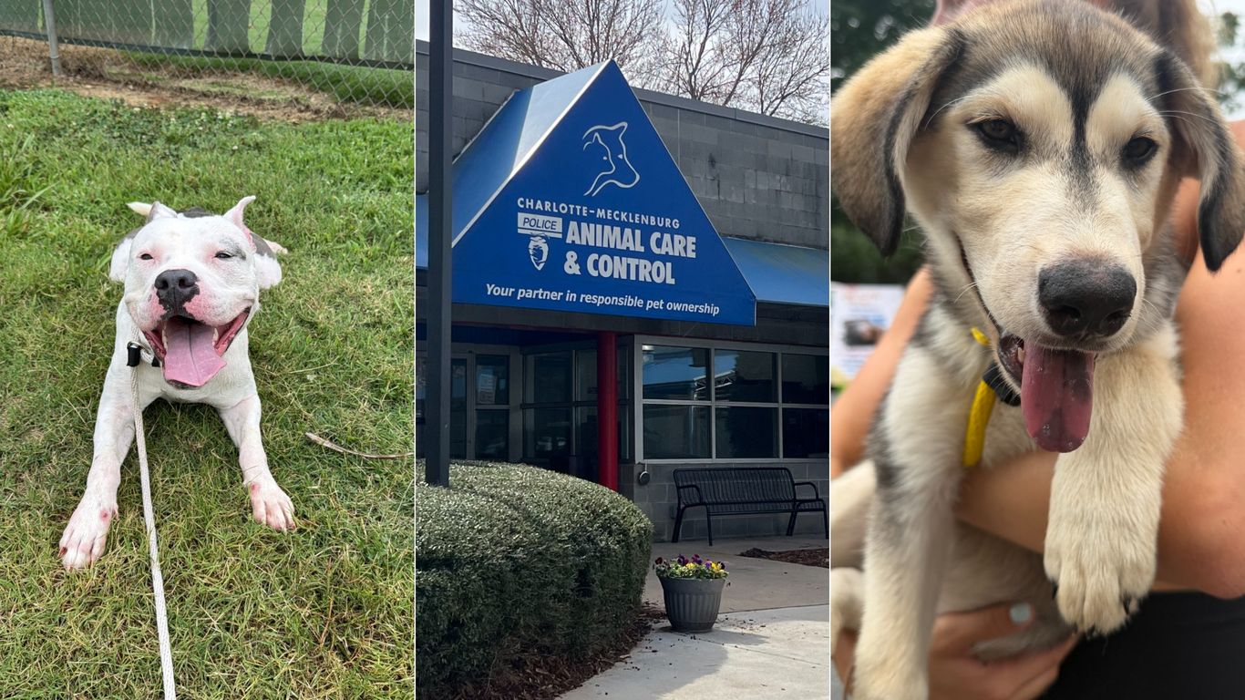 Charlotte shelter to close for weeks; pets need temporary homes