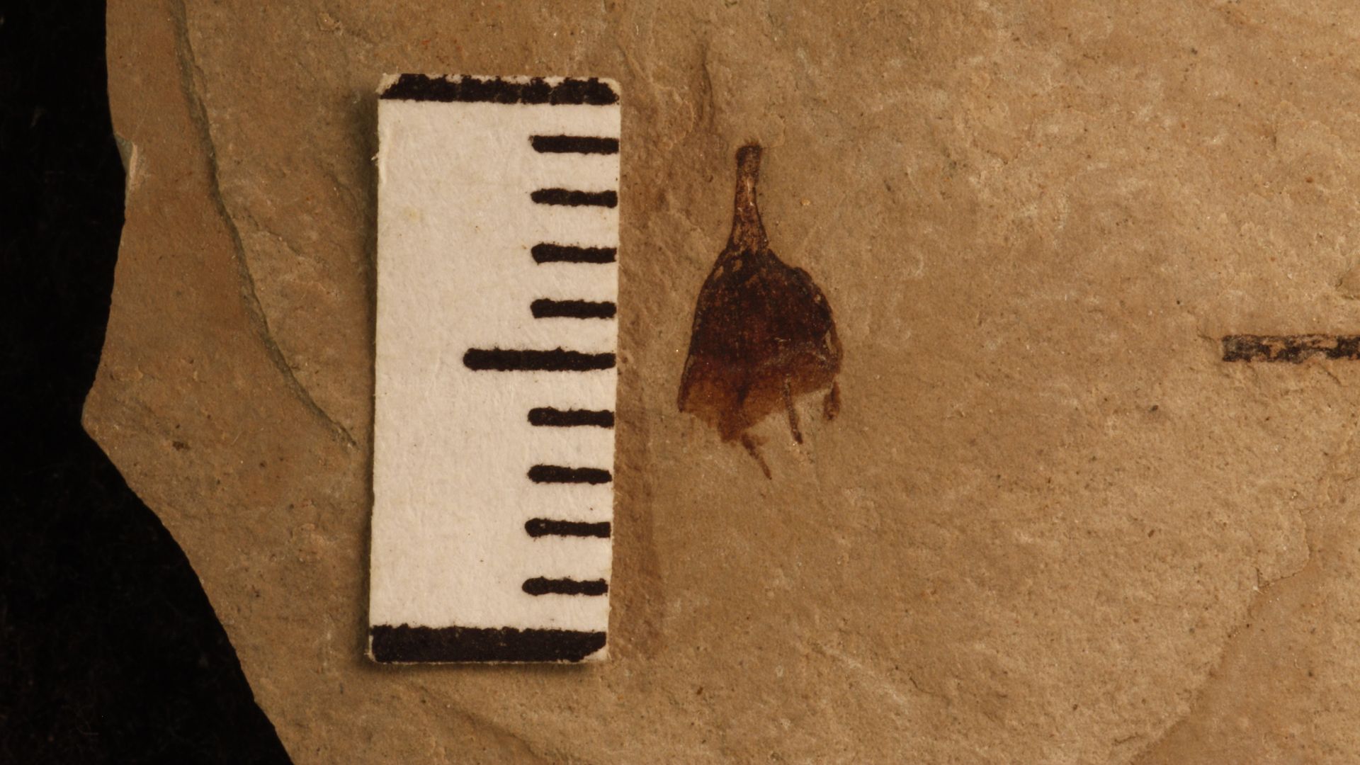 A first chili pepper fossil. Photo: Courtesy of Rocío Deanna