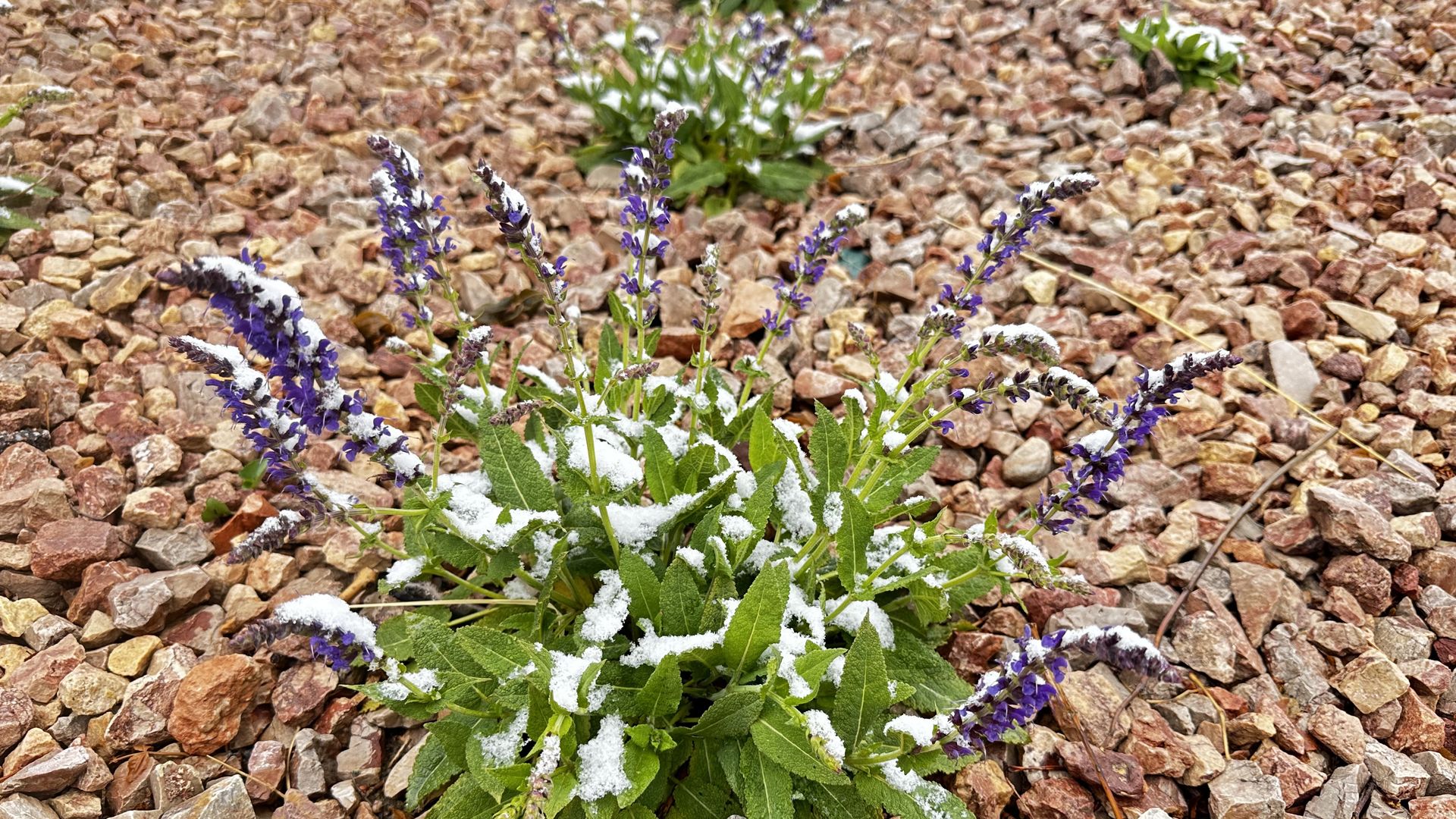 Purple lavender plants with snow resting on the stems and leaves grow among reddish-brown rocky gravel.