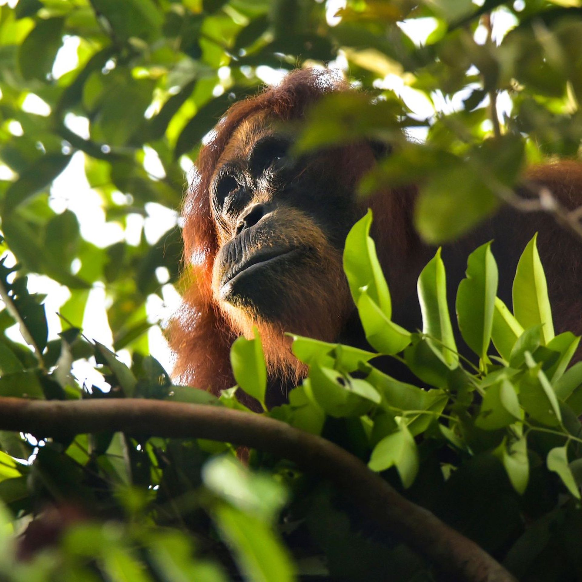 Sumatran Orangutan Food Web