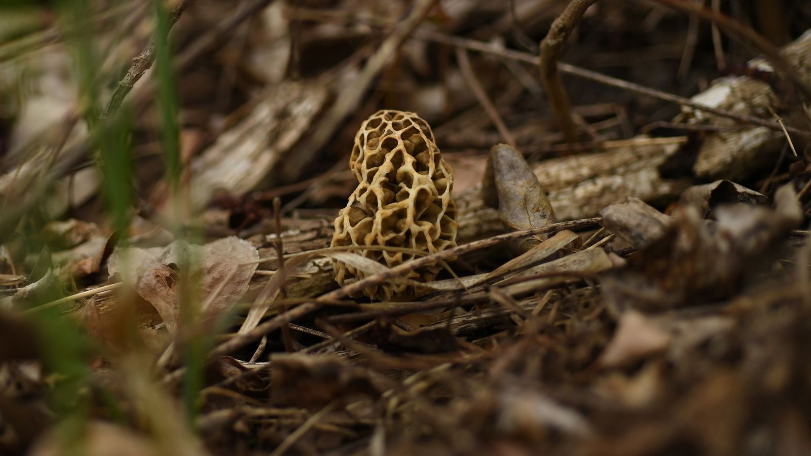 How to score morel mushrooms during Iowa's picking season Axios Des