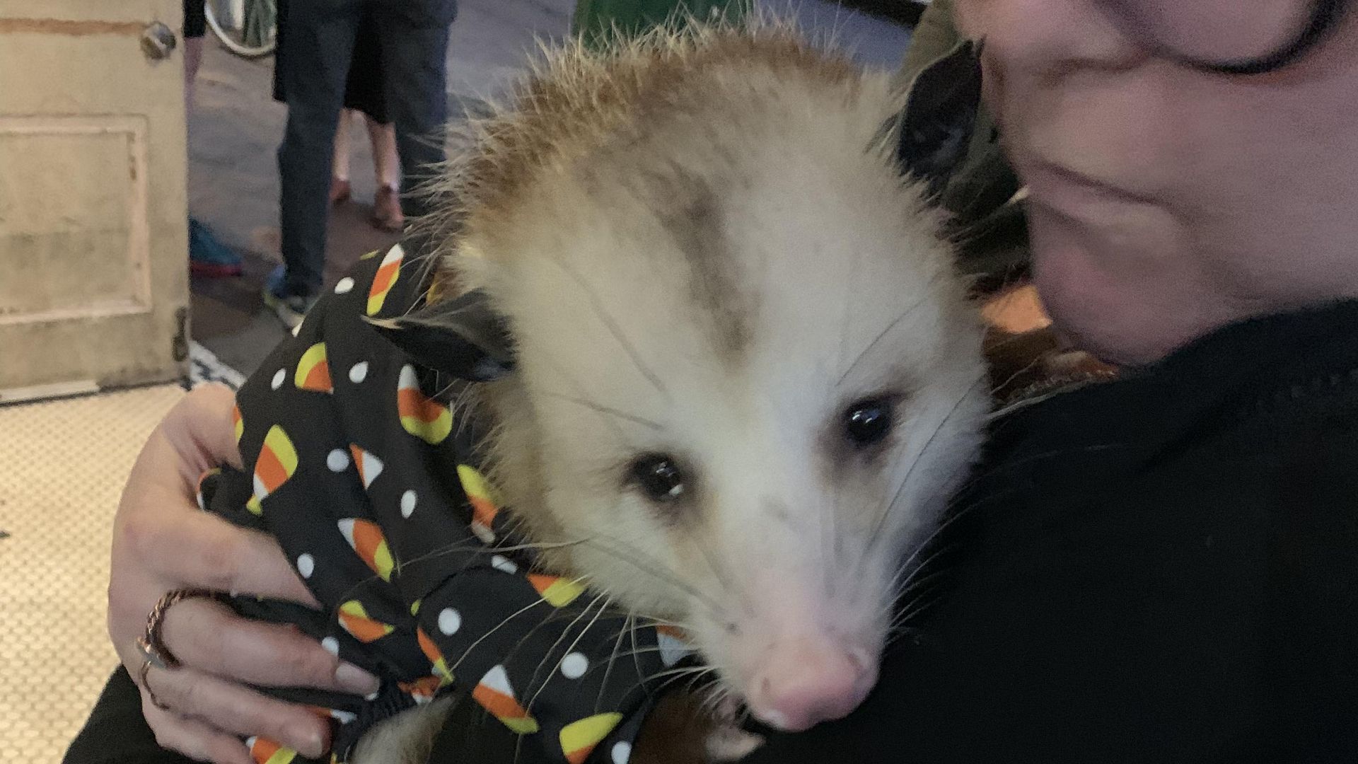 Photo shows a opossum in a candy corn sweater.