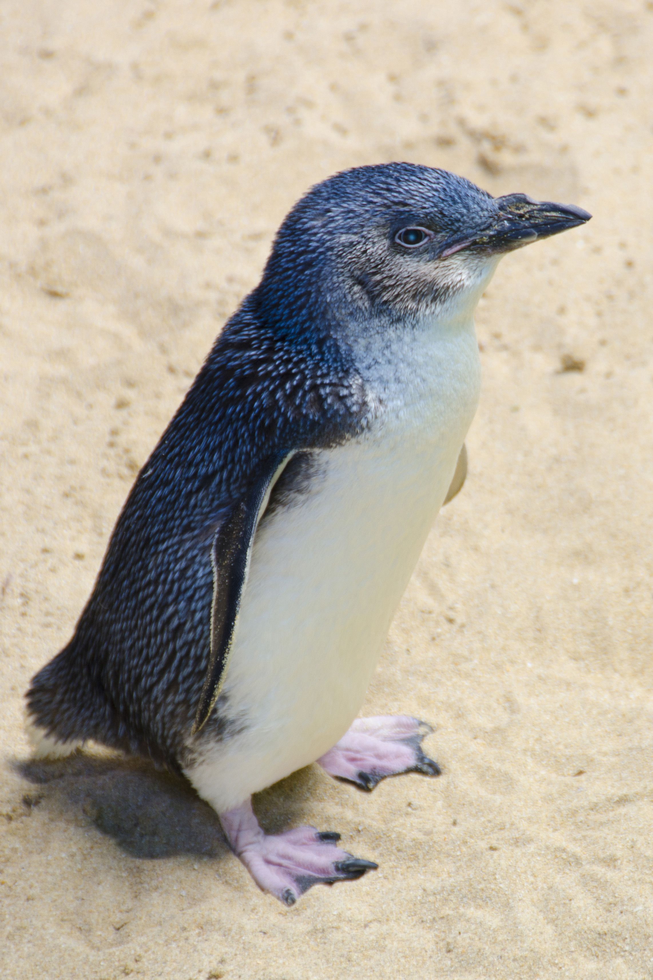 Little penguin