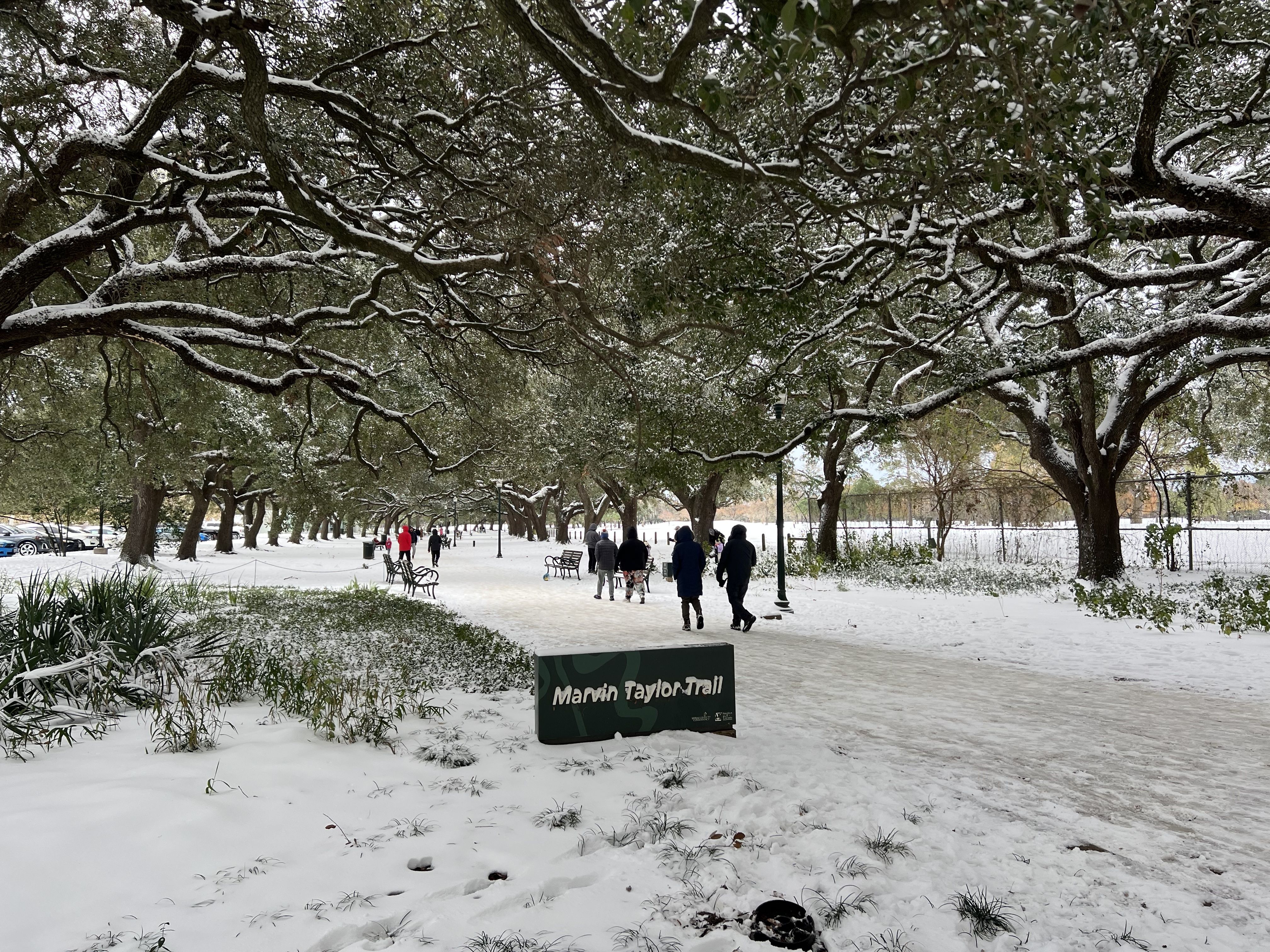 Snow coats a trail and live oak trees in Hermann Park