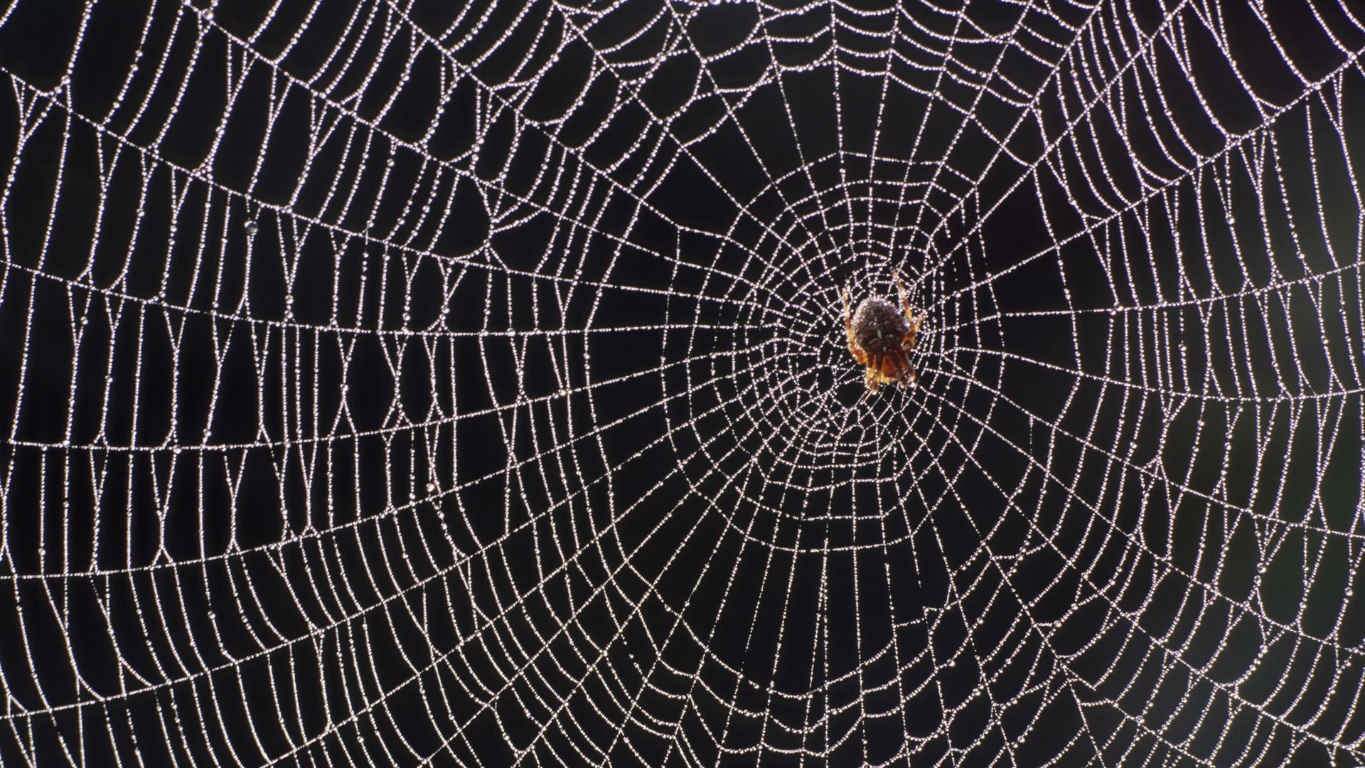 A garden spider in the center of a web that fills the whole screen. 