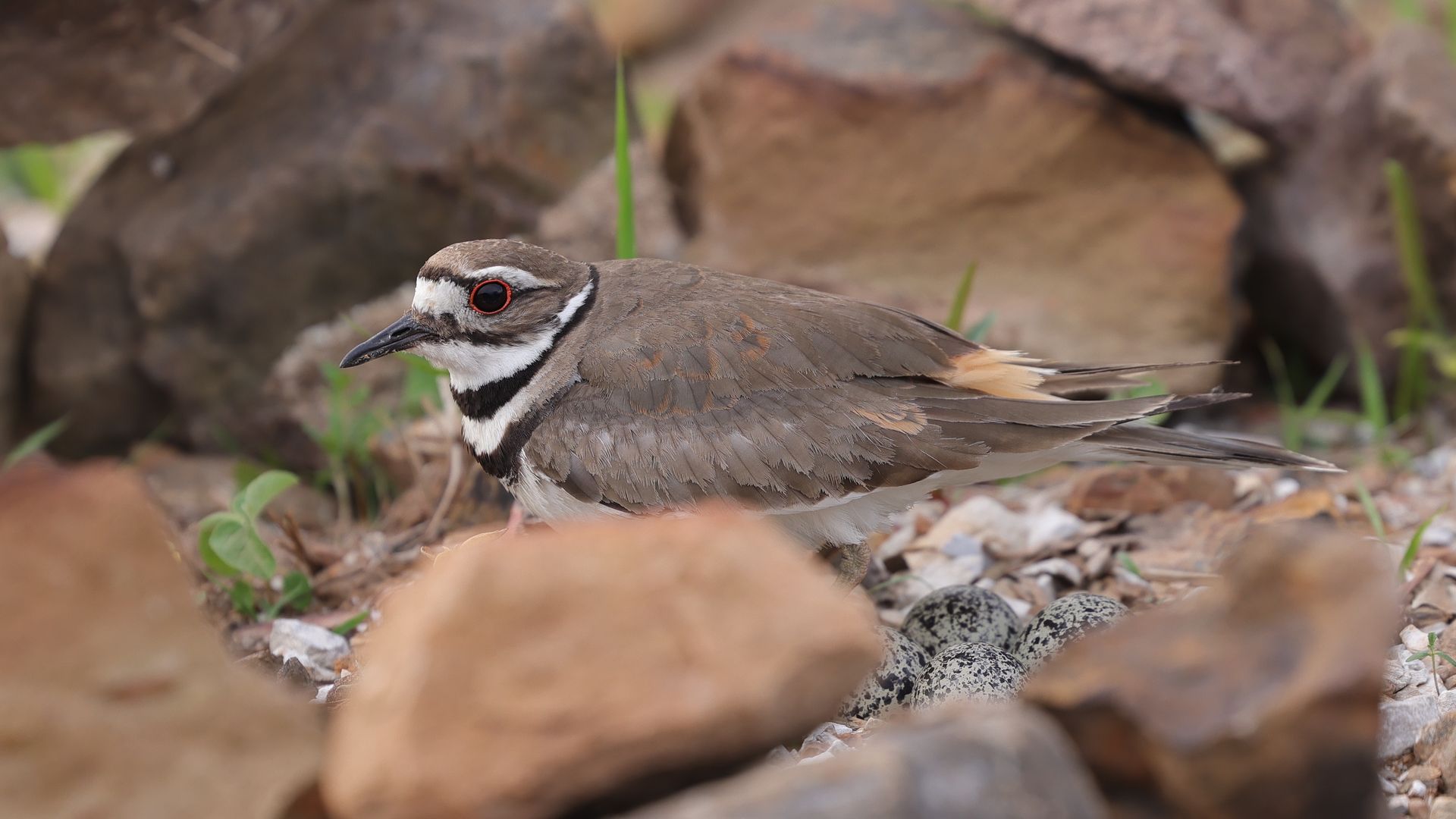 A brown bird with a white throat and two black rings and orange-rimmed eyes hovers over some speckled eggs.