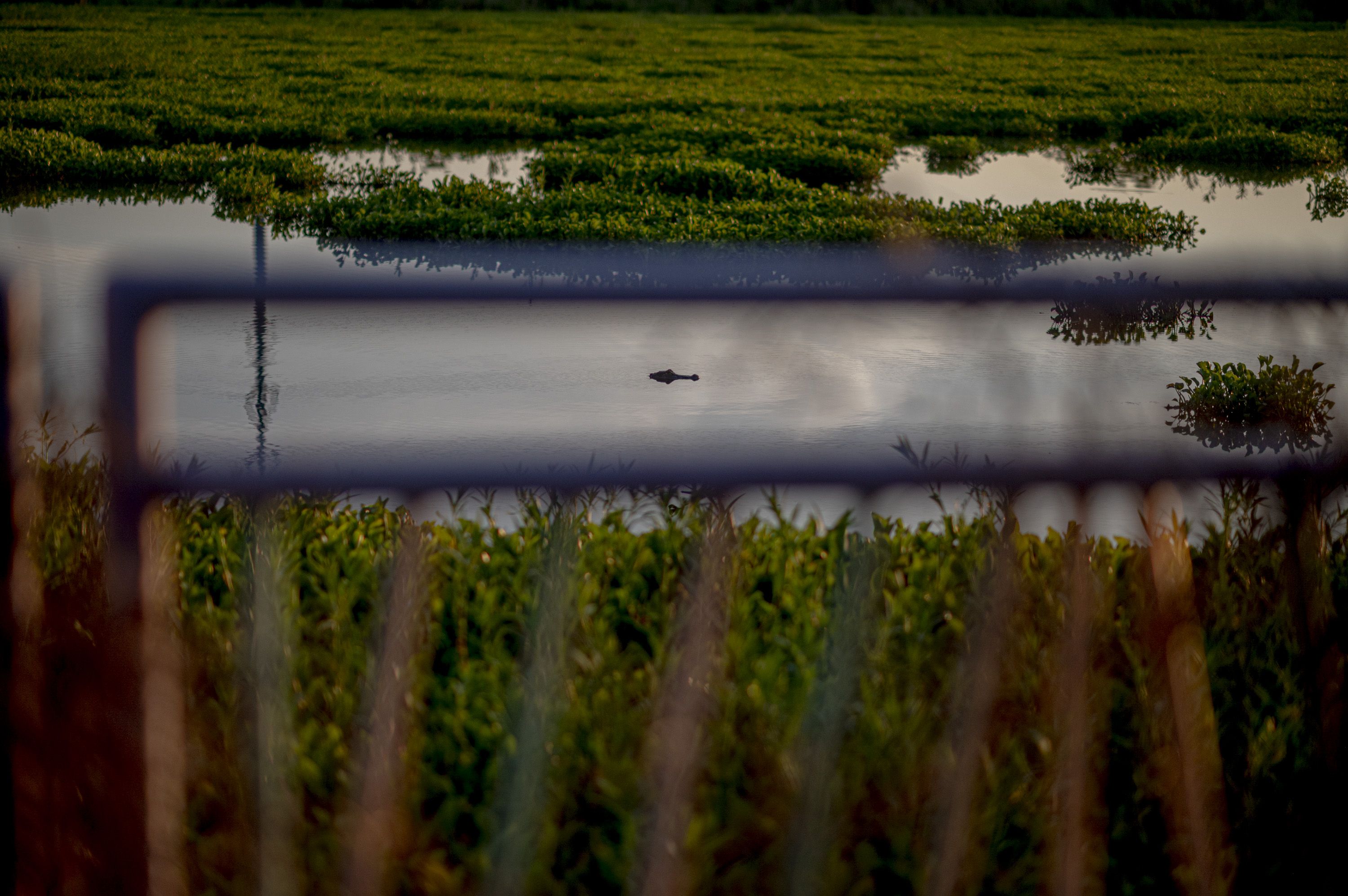 Photo shows an alligator in a swamp.