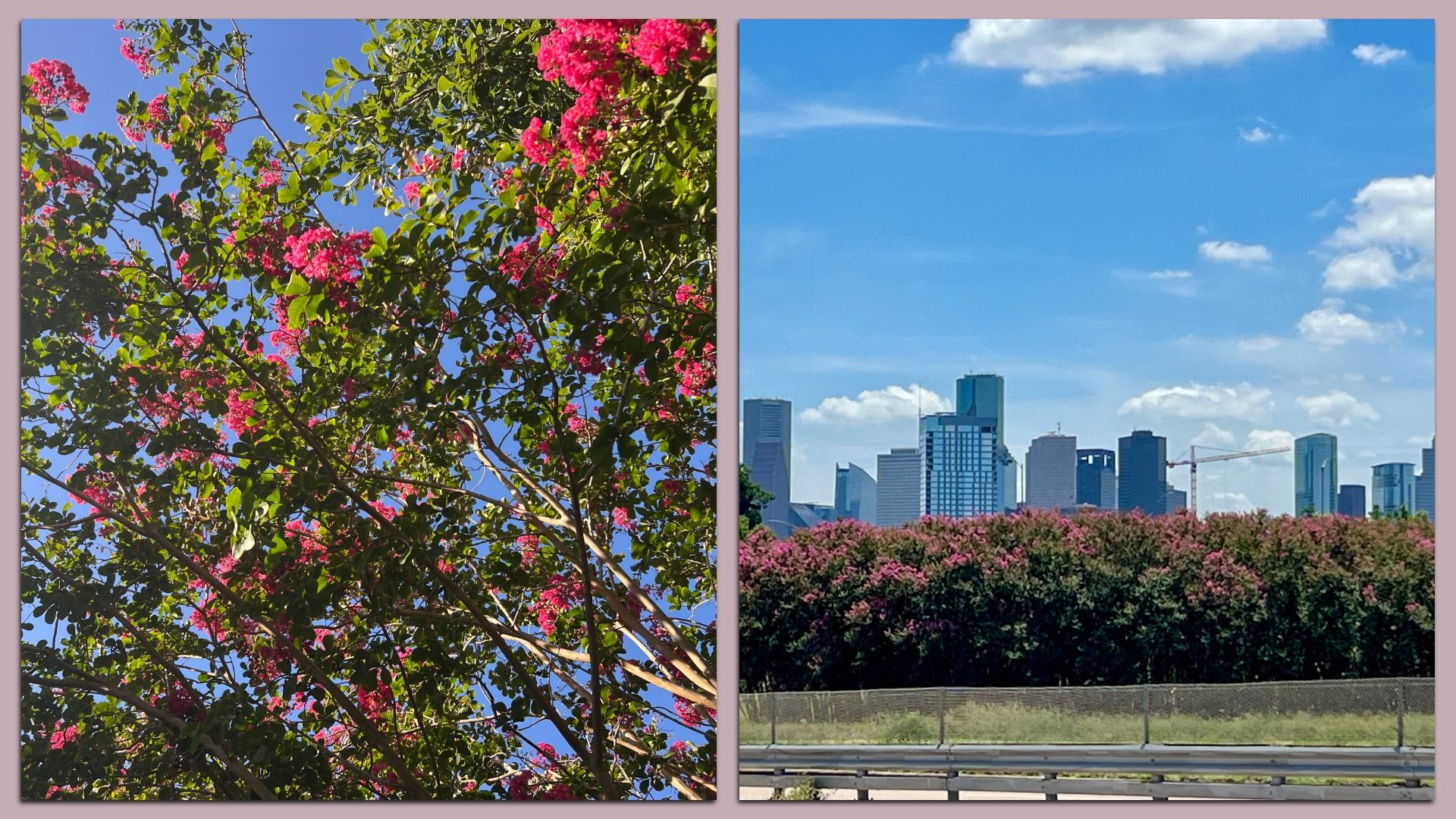 Left: tree branches with green leaves and bright pink flowers against a clear blue sky. Right: city skyline behind dense bushes with pink blossoms under a partly cloudy sky.