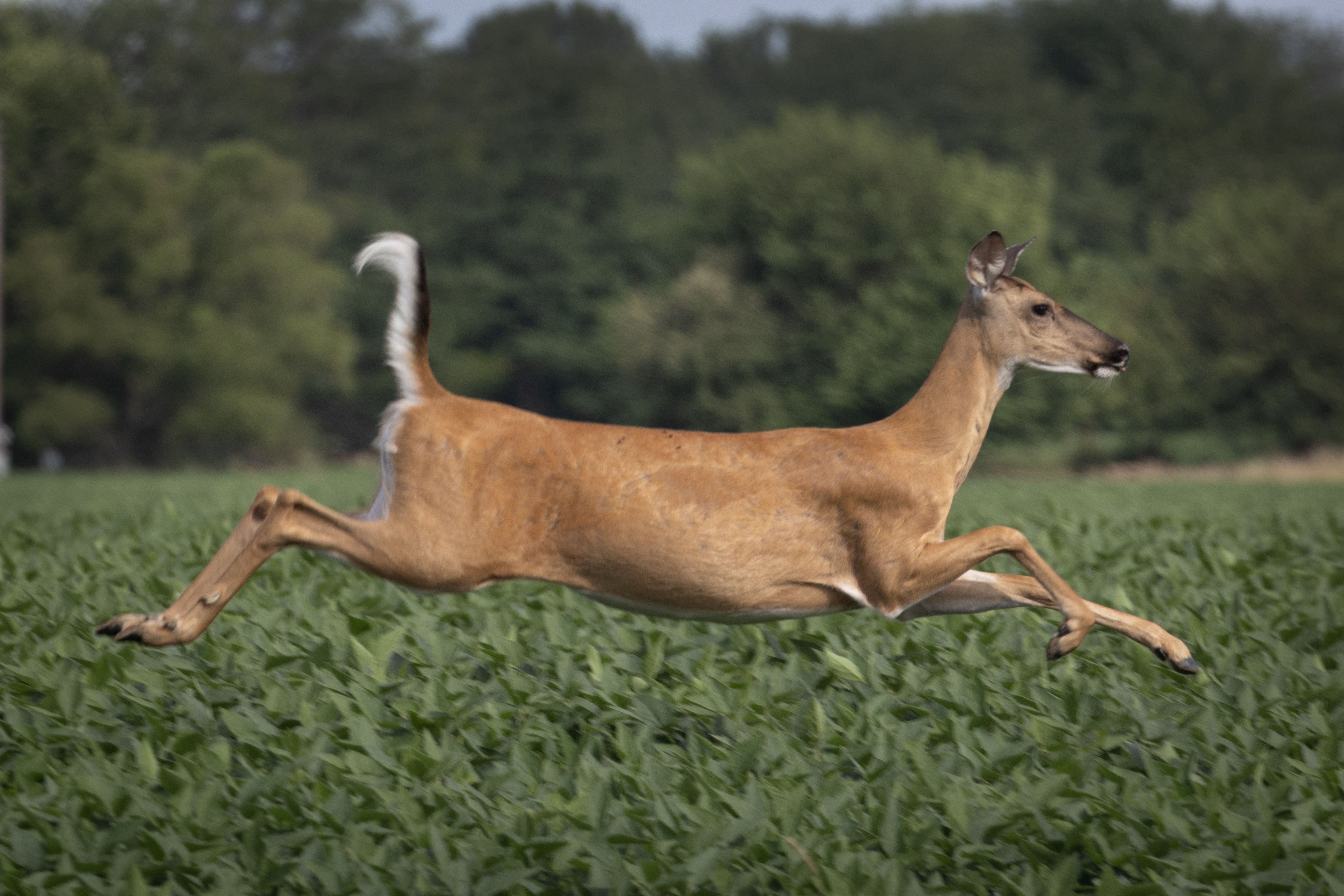 axios.com - Monica Eng - Why Illinois wants you to stop using AI and drones to hunt your deer