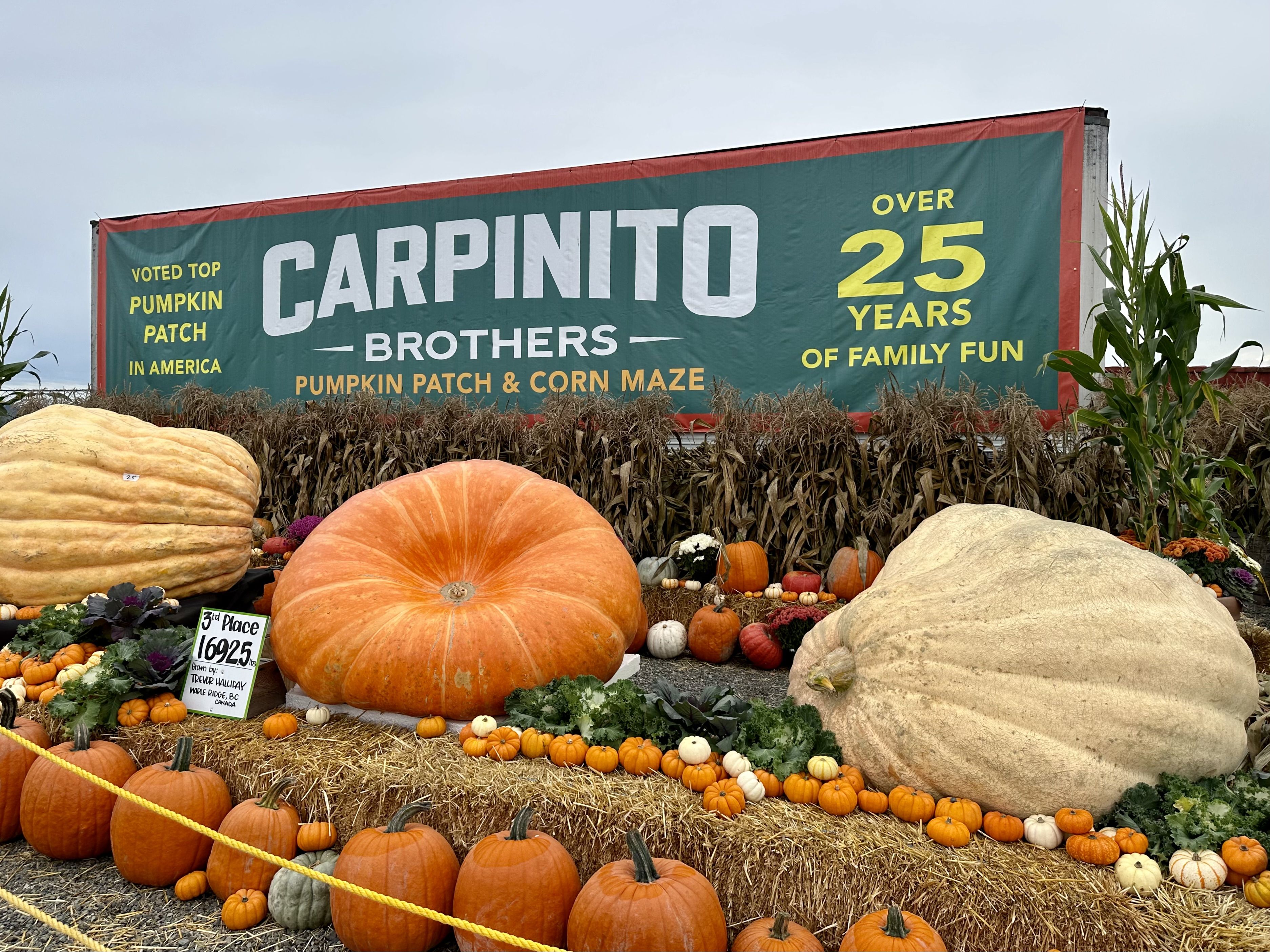 Three giant pumpkins sit on hay bales, surrounded by other pumpkins, under a sign that says Carpinito Farms, 25 years of family fun.