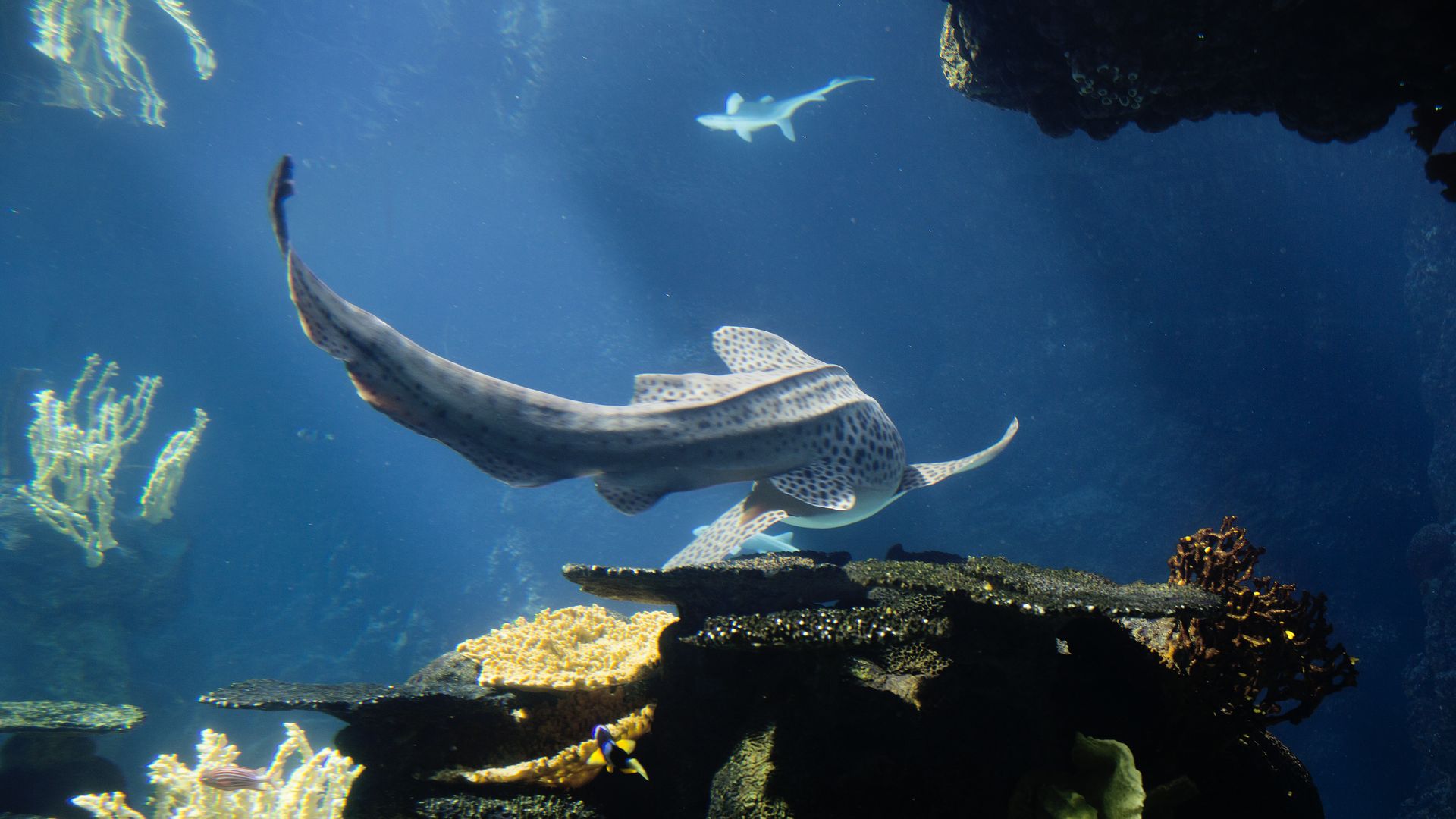 A shark swims through a coral reef at the Minnesota Zoo.