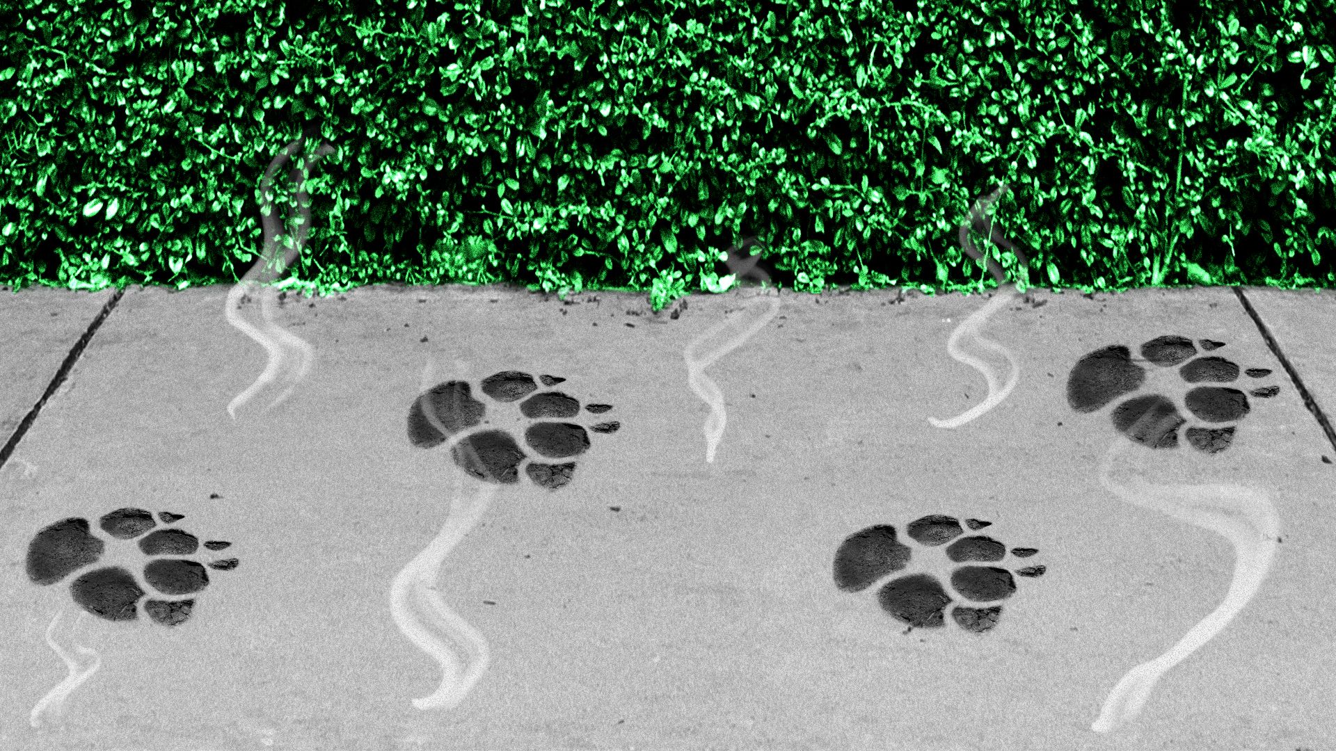 Illustration of paw prints embedded on a hot sidewalk.