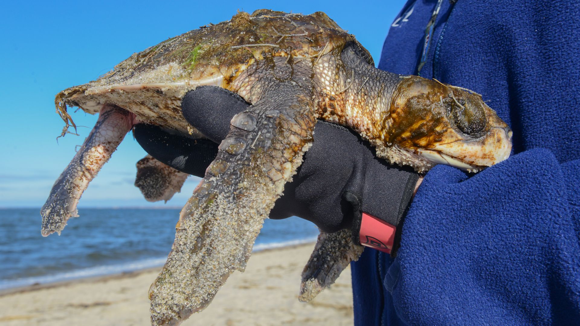 Person holding a small Kemp's Ridley sea turtle near a beach on the Cape with ocean and blue sky in the background.