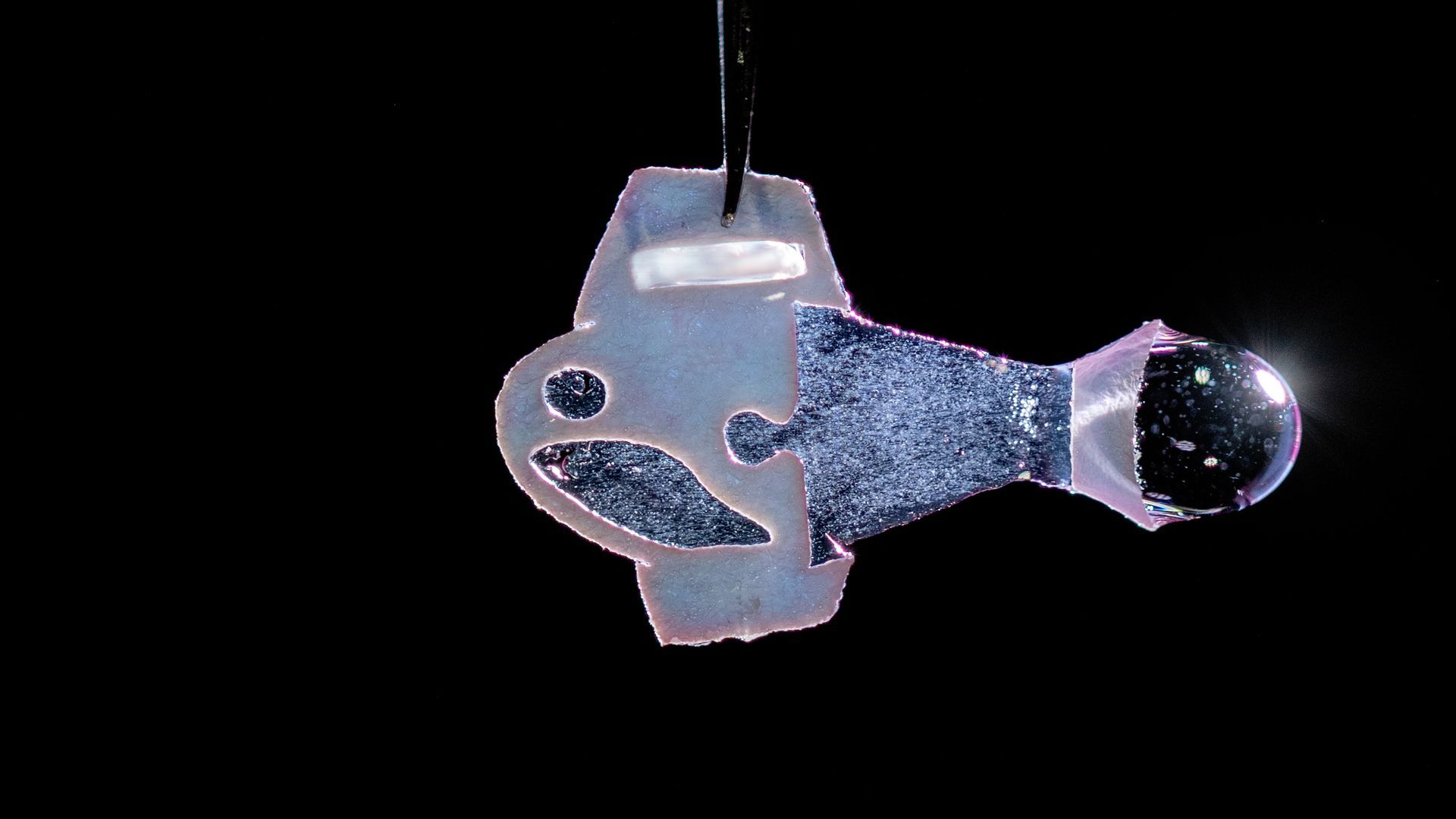 Biohybrid fish. Credit: Michael Rosnach, Keel Yong Lee, Sung-Jin Park, Kevin Kit Parker