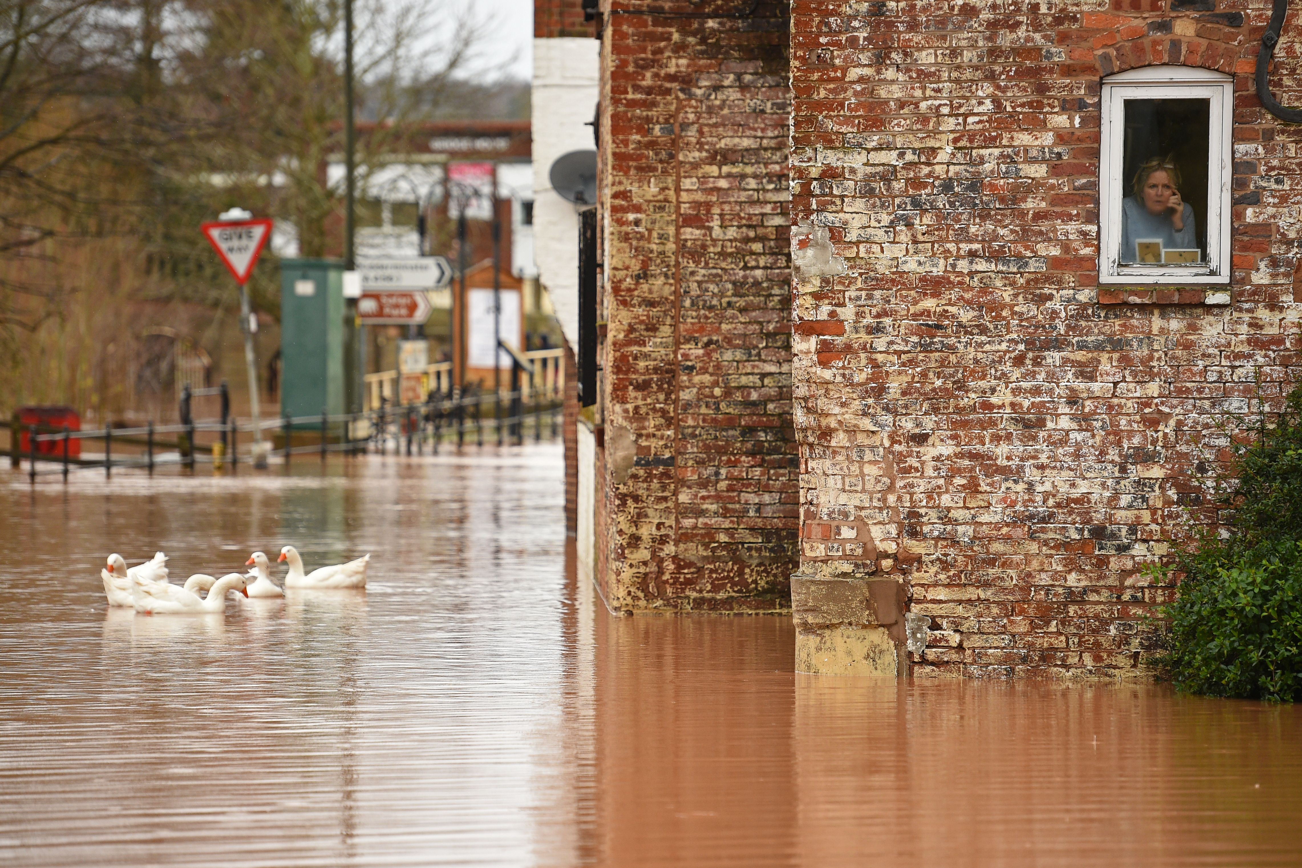 A woman looks out of her window as geese swim past in floodwater after the River Severn bursts it's banks in Bewdley, west of Birmingham on February 16