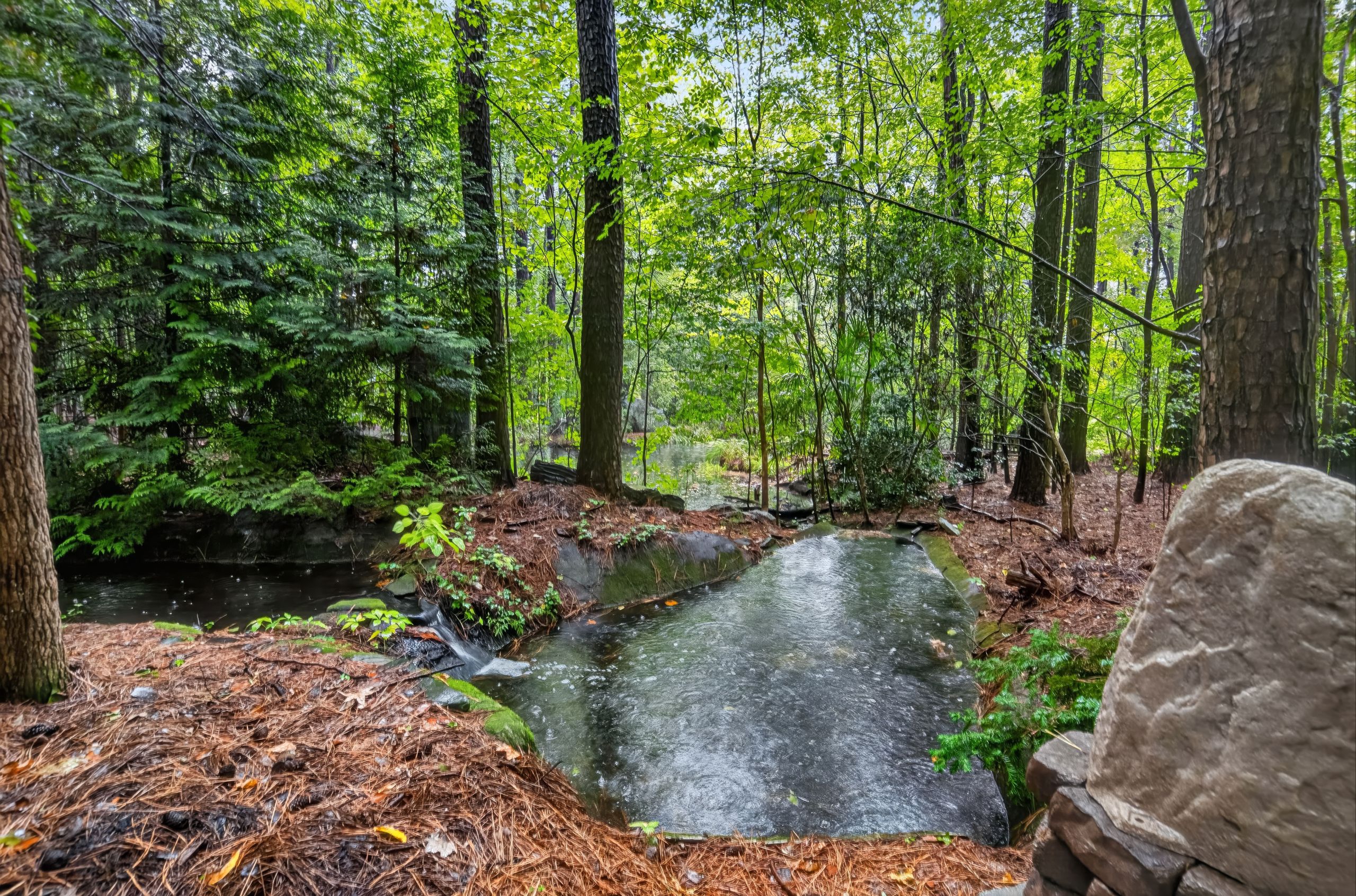 Lush forest with tall trees and bright green leaves, a narrow dark stream winds through the undergrowth, pine needles and leaves cover the damp forest floor, large rocks frame the water.