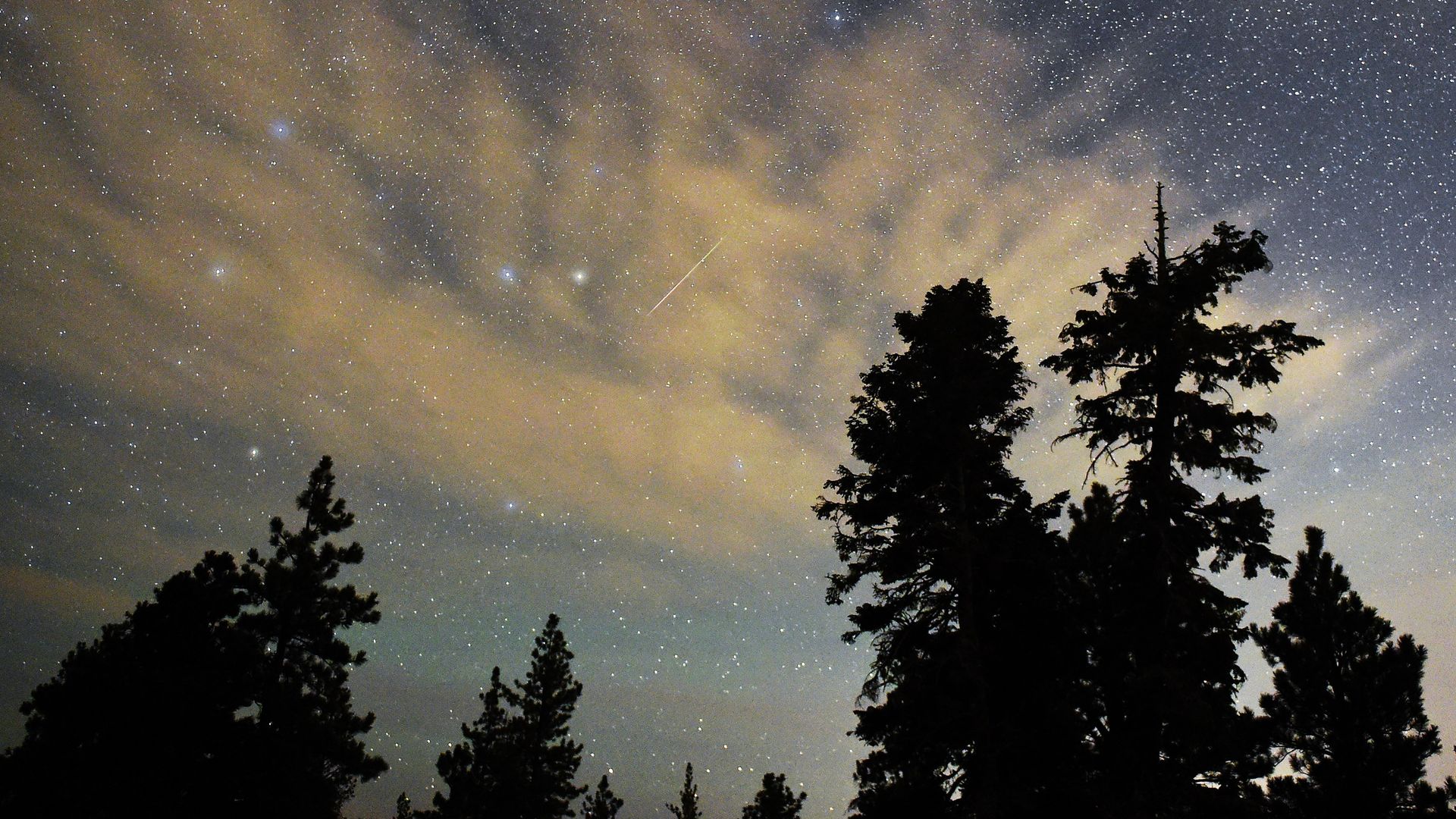Dark tree silhouettes in front of cream clouds and blue night sky with streaks from meteors.