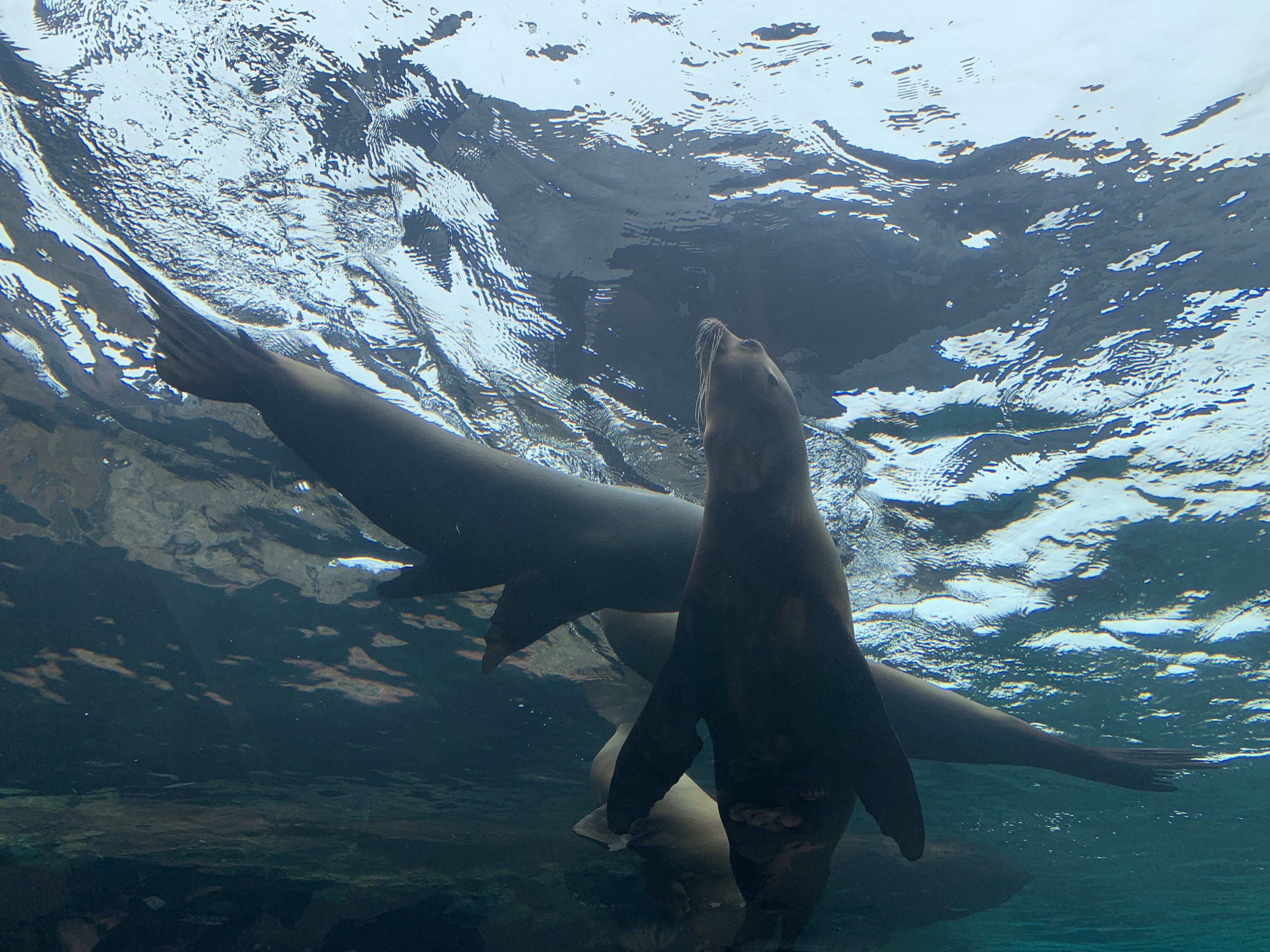 Photo of sea lions. 