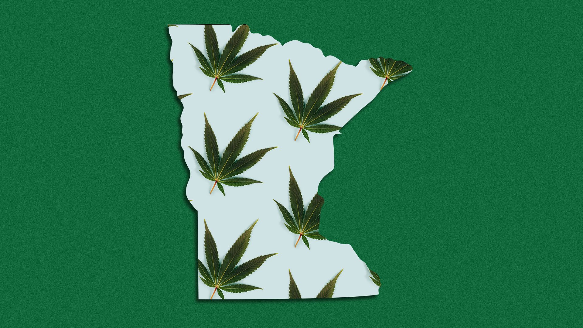 Illustration of a pattern of marijuana leaves filling the state of Minnesota. 