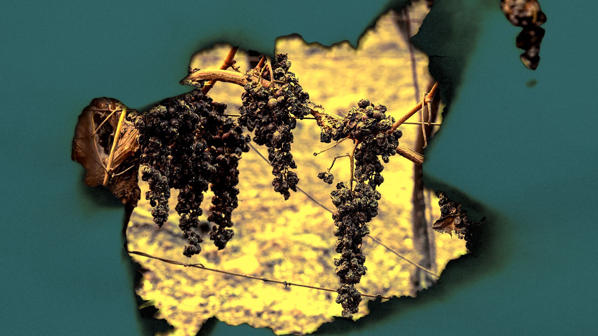 Photo illustration of a burnt vineyard with a burnt paper overlay. 