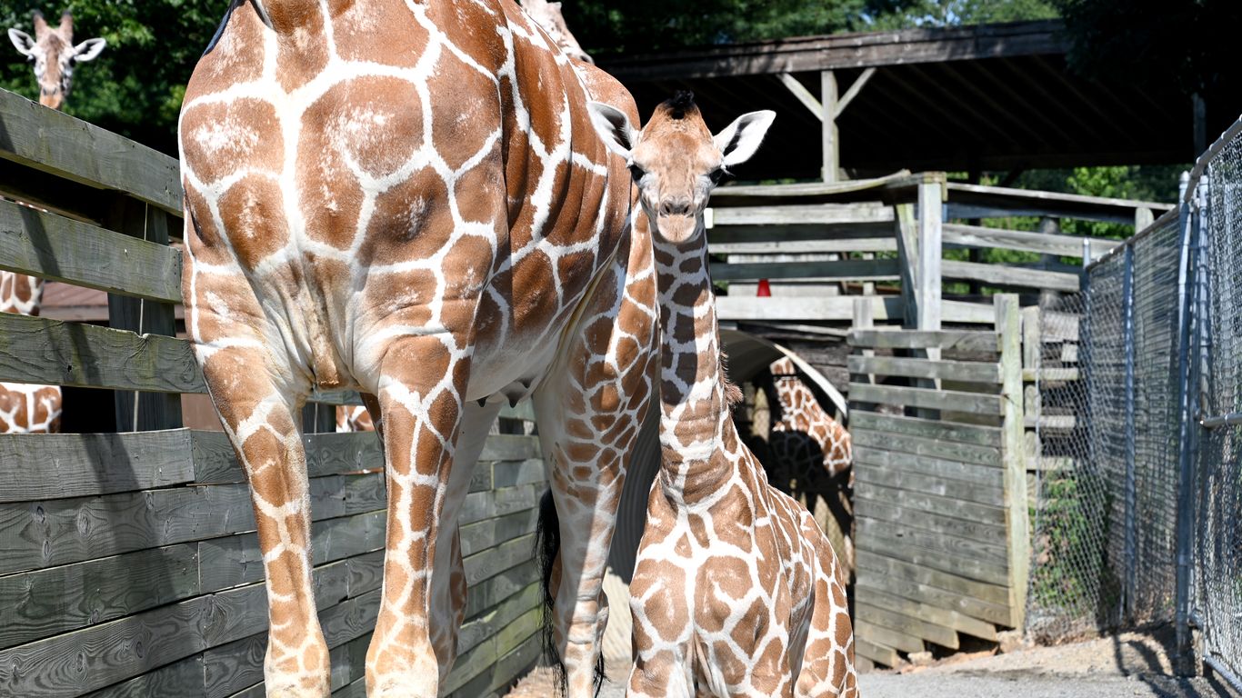 New baby giraffe at the Metro Richmond Zoo Axios Richmond