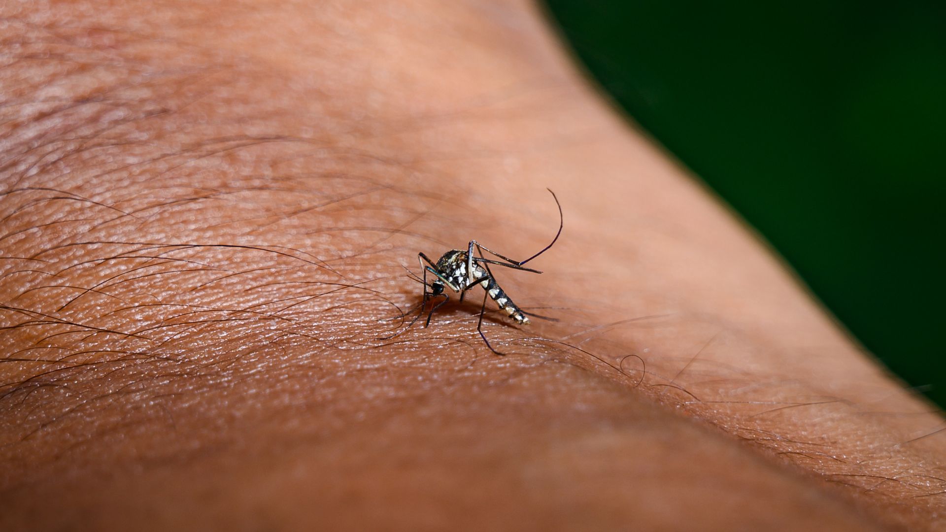 Close-up of a black and white mosquito biting human skin with visible arm hair and a blurred dark green background.