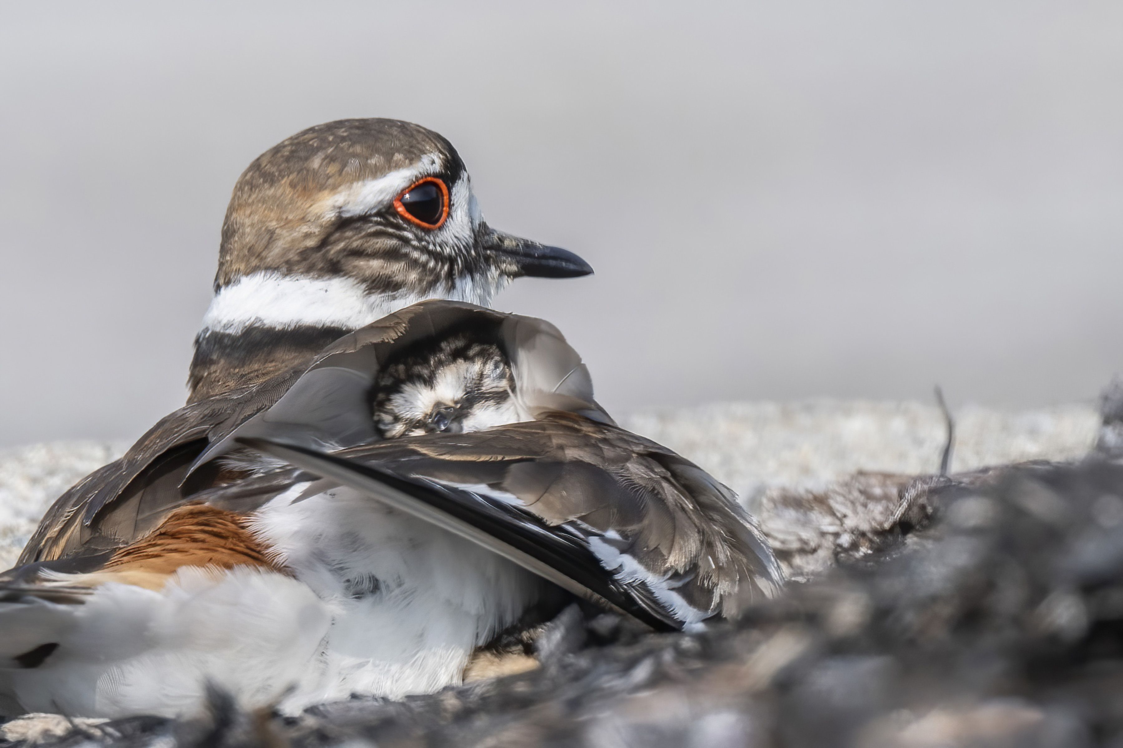 Close-up of a brown and white shorebird with a bright red eye ring and black bill, resting on a rocky surface with wings folded and a chick tucked in one of its wings.