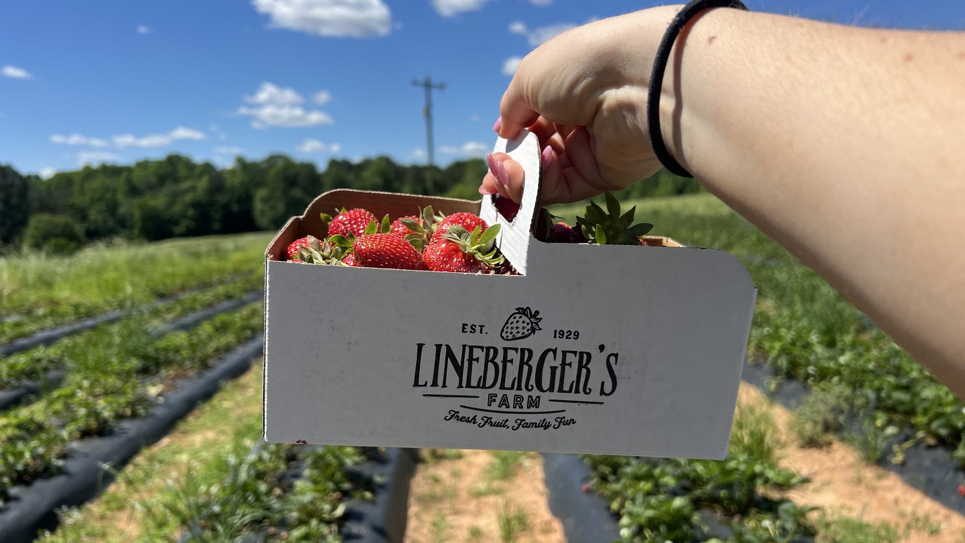 Hand wearing a black hair tie holds a white crate of ripe strawberries in a sunny farm field; blue sky, scattered clouds, and neat green rows in the background.