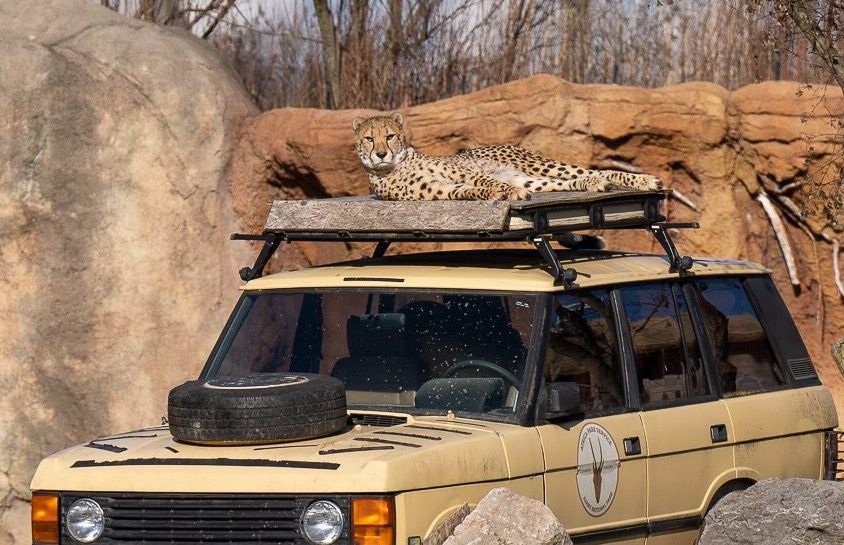 Cheetah Dave lounges on a safari vehicle prop