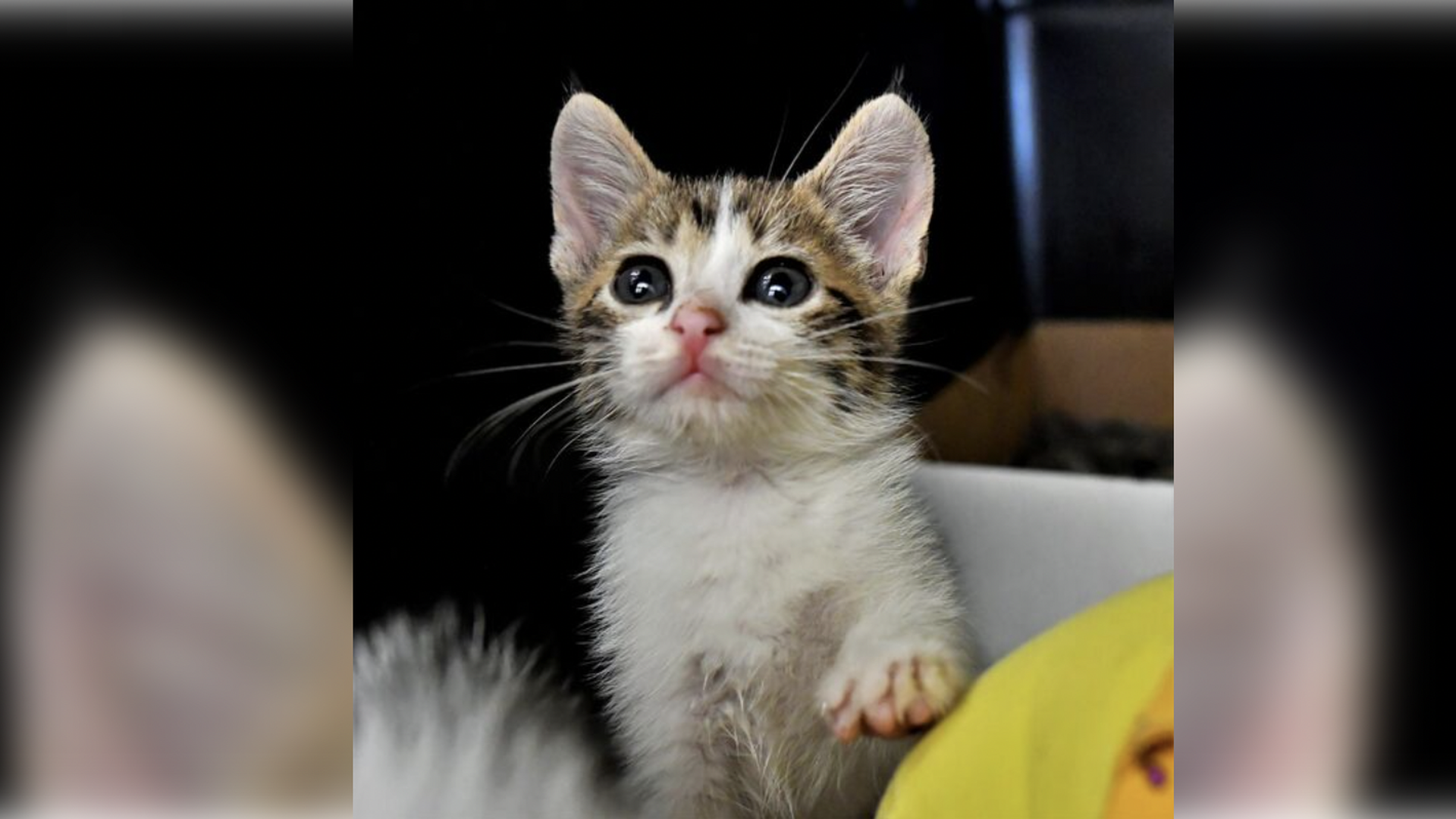 A kitten for adoption