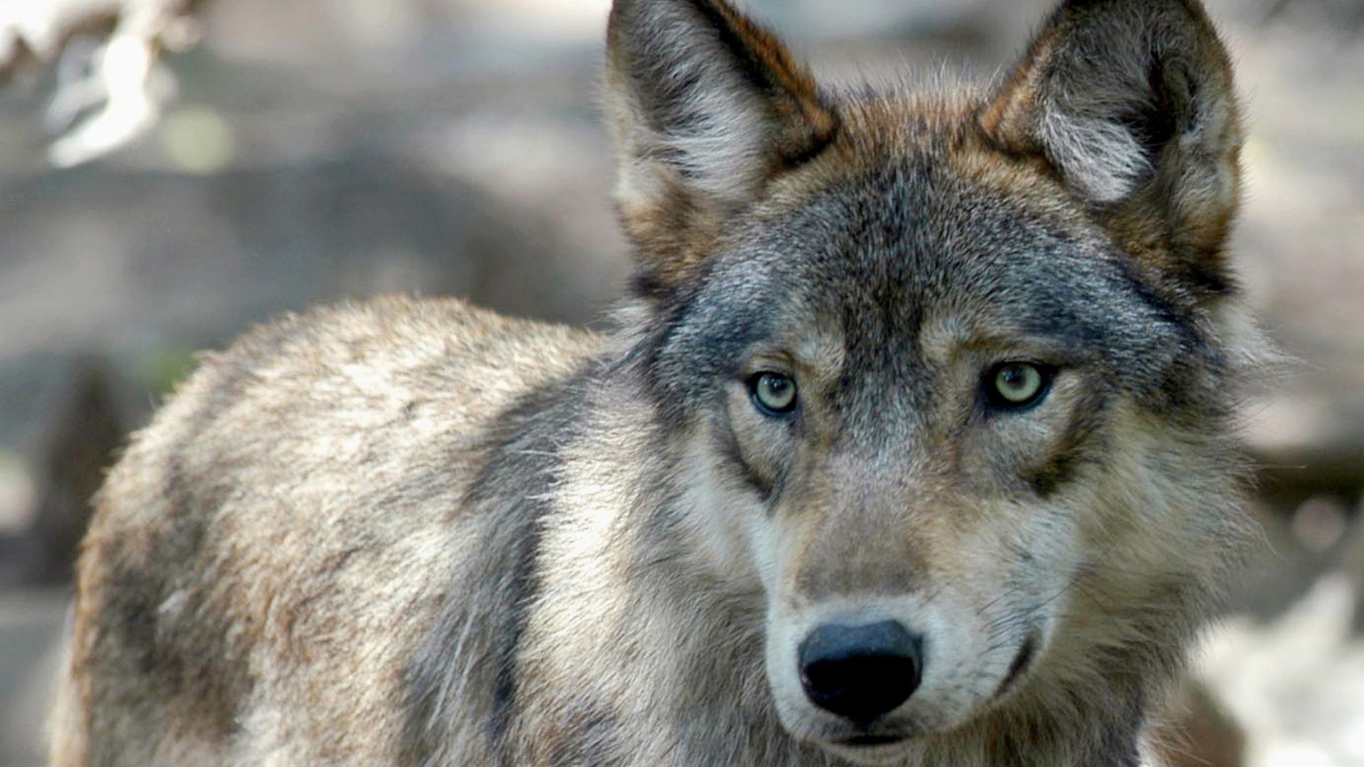 A gray wolf in captivity. Photo: Dawn Villella/AP