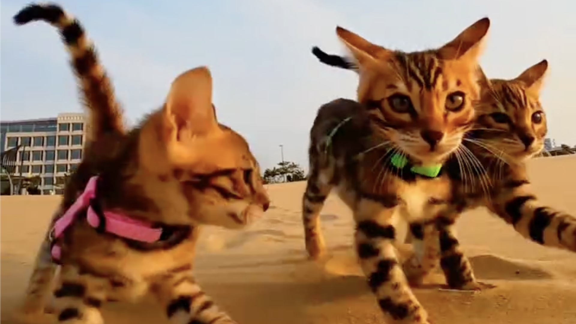 Three bengal kittens play on a beach.