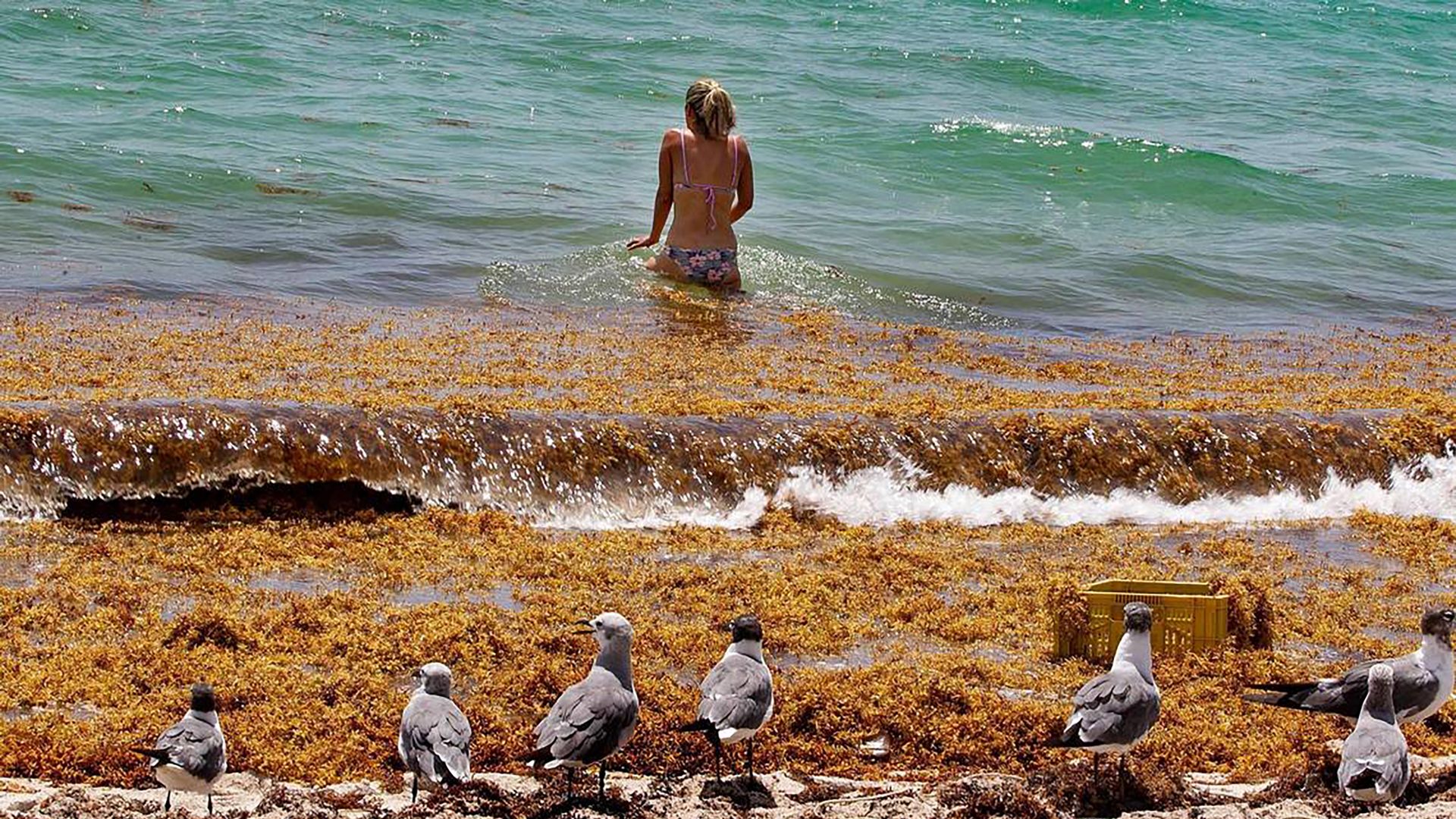 A woman stands in the shallow ocean water while Sargassum seaweed covers the beach and shorebirds  stand in it. 