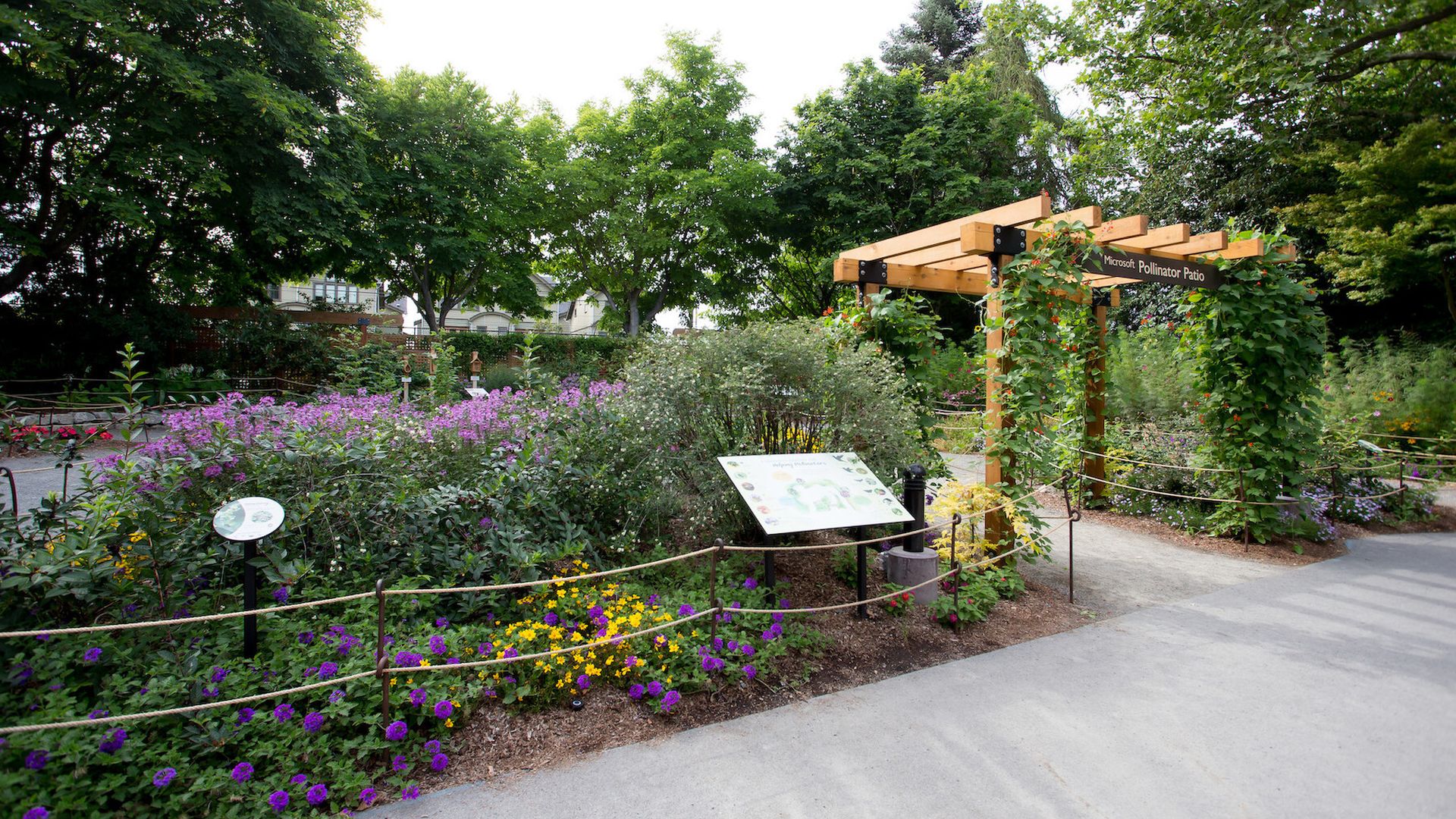 A path to a pergola with plants behind it including purple and yellow flowers.