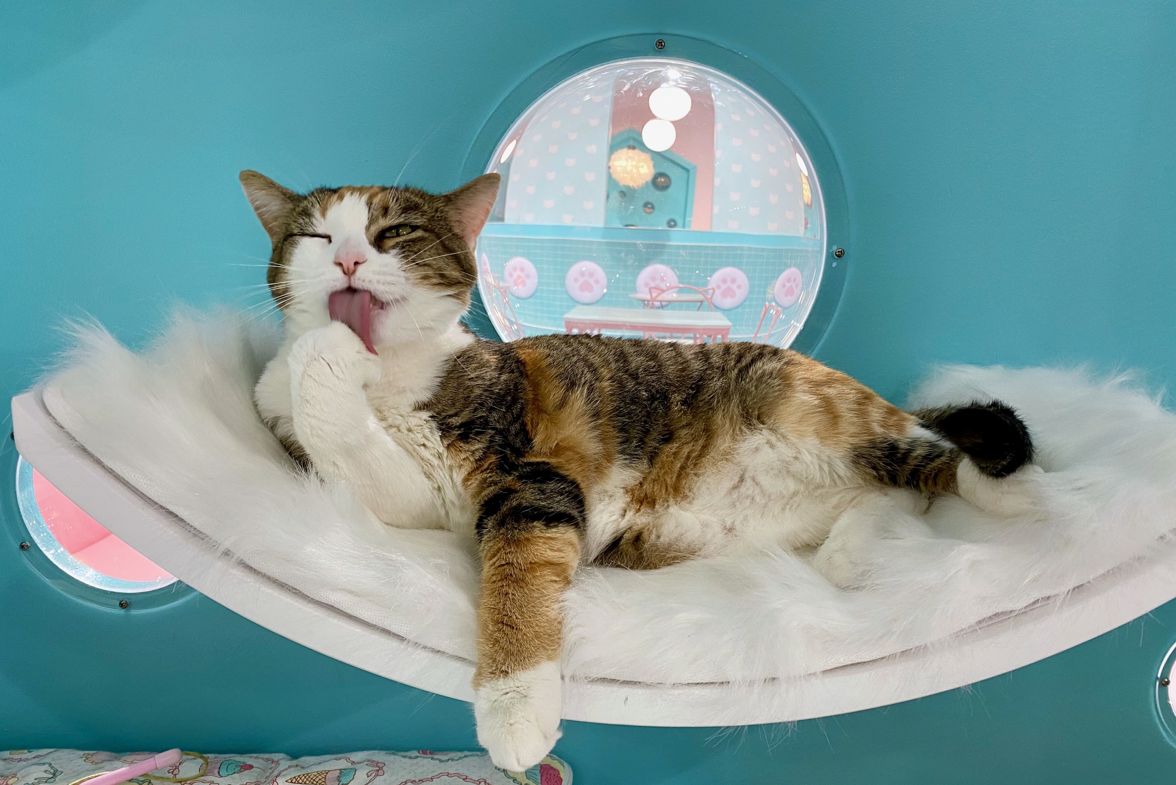 A calico cat licks its paw while closing one eye