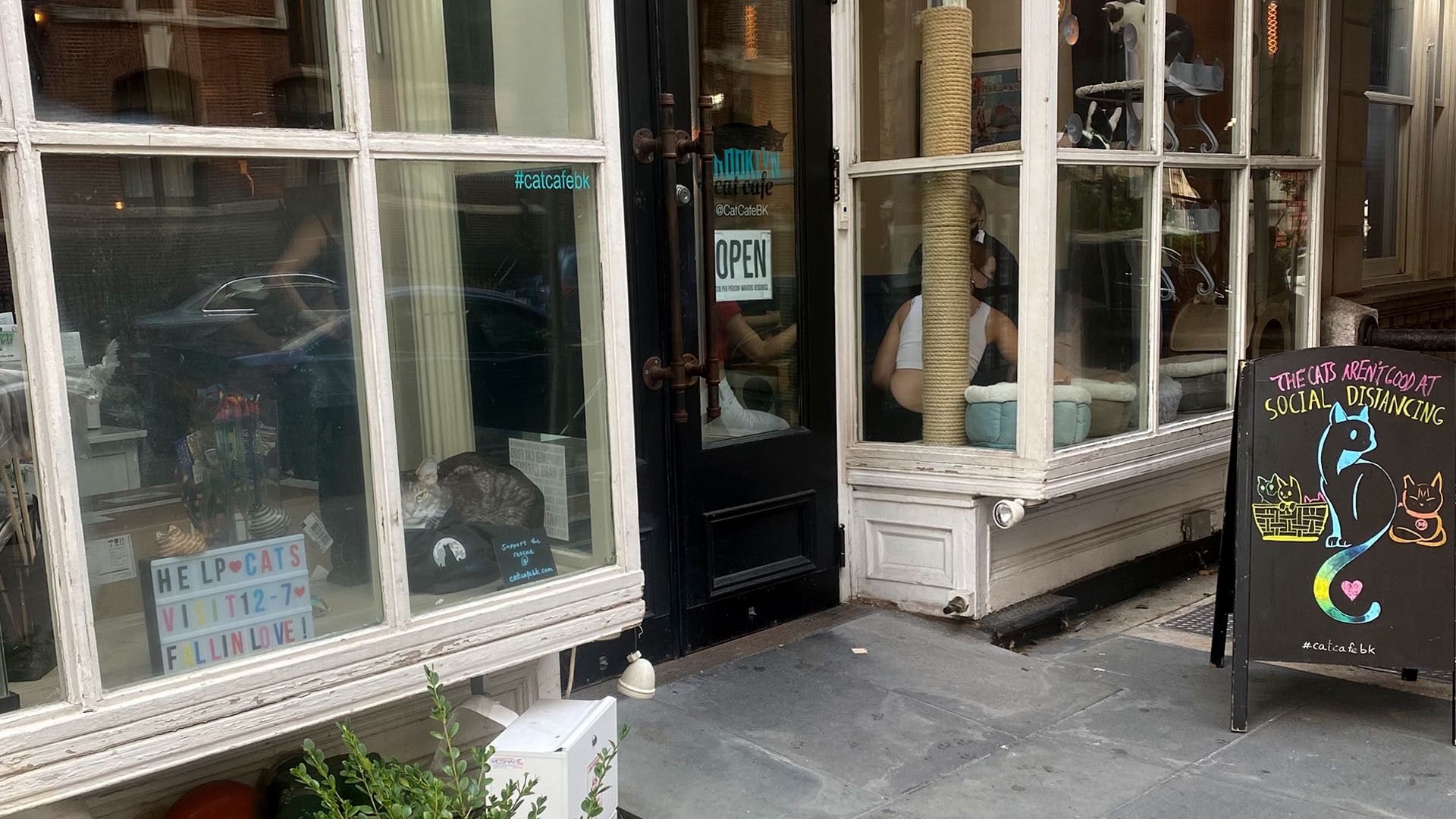 A "cat cafe" in Brooklyn where you can pay to pet the cats.