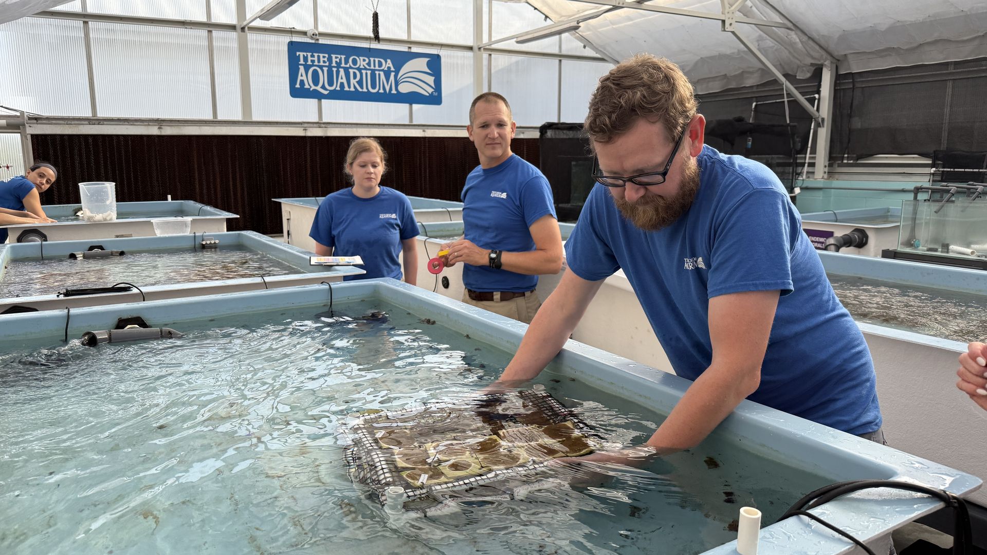 The Florida Aquarium transfers coral to the Florida Keys.