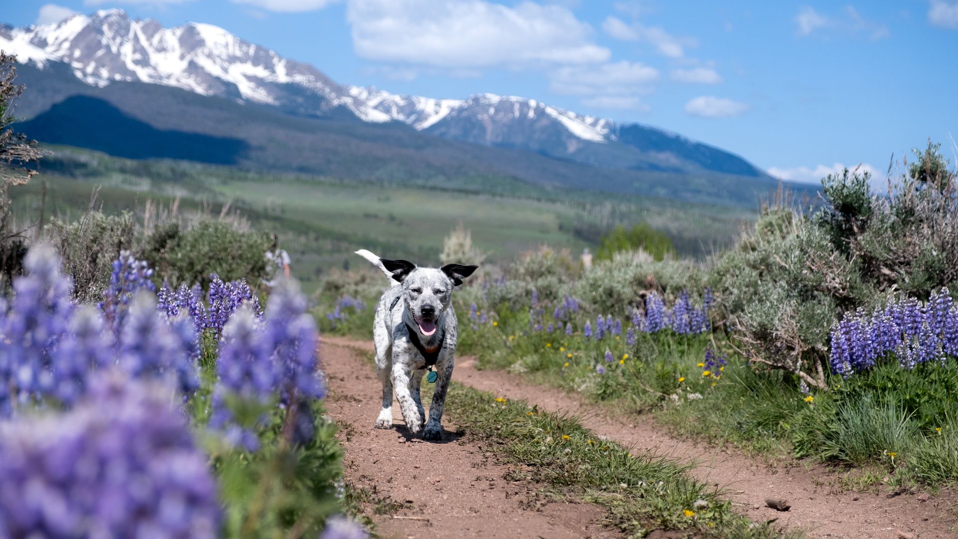 A puppy runs through a wildflower field with a snow-capped mountain in the background