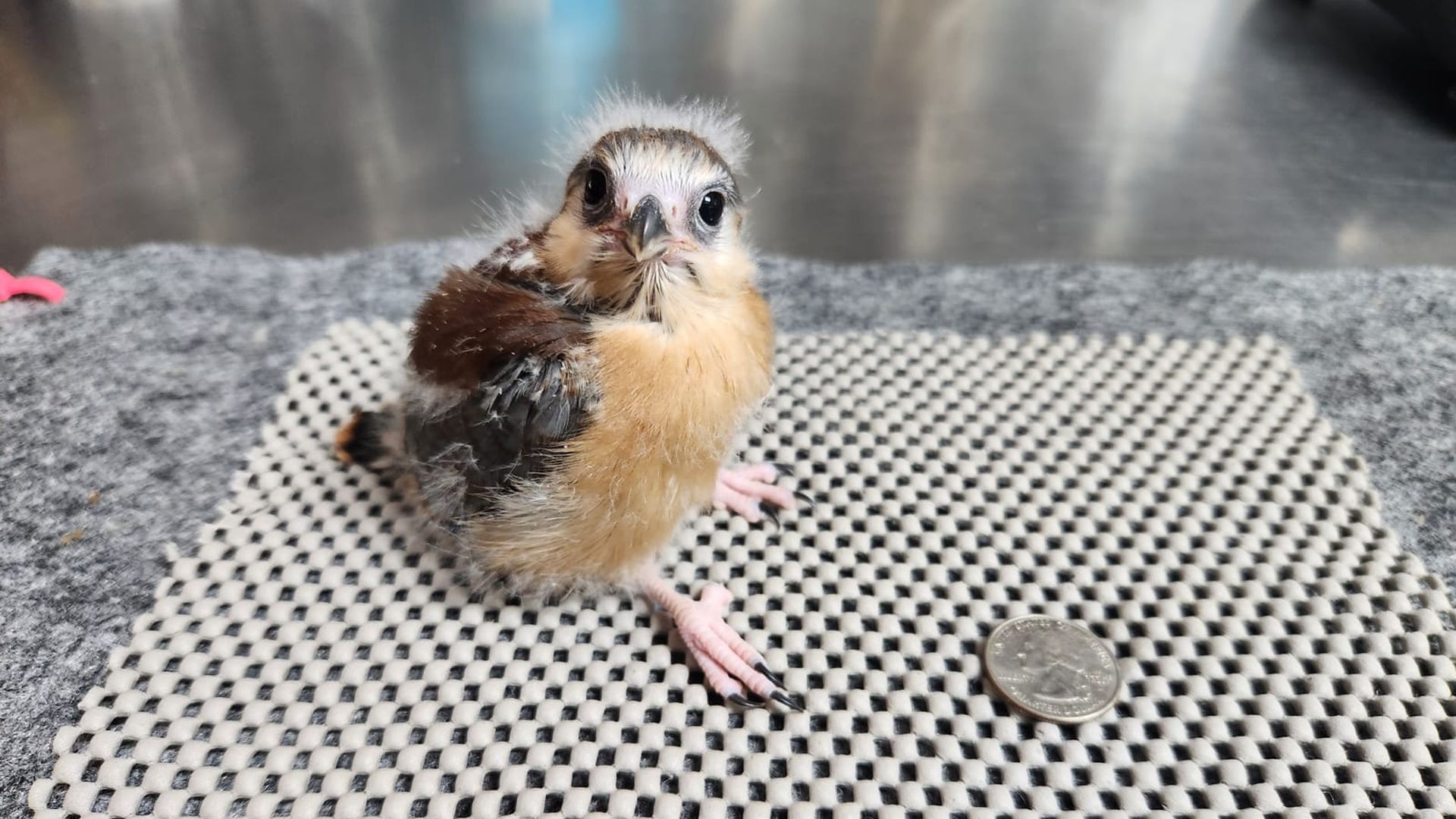 A small baby bird sits by a coin for size. 