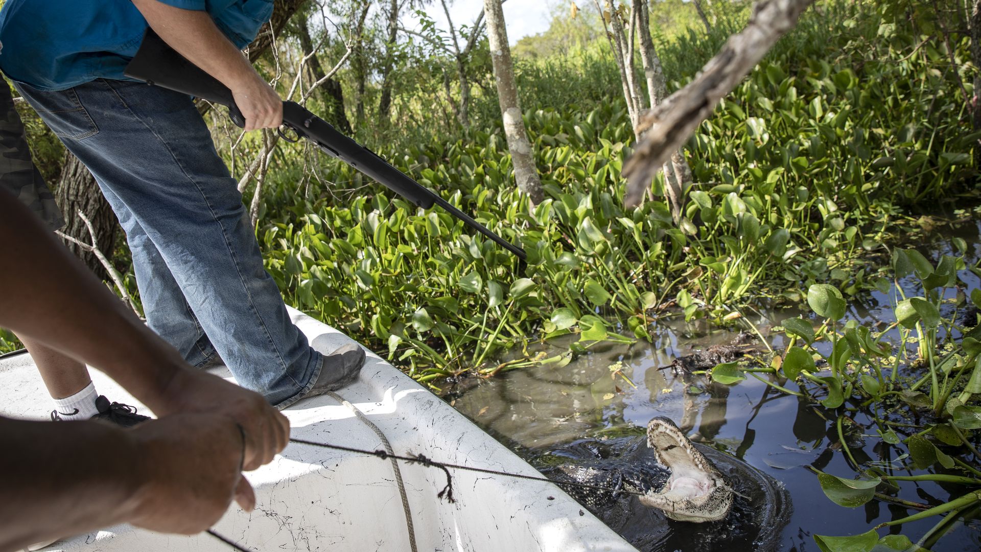 Hunters lean over the edge of a boat toward an alligator with his mouth wide open. One of the hunters has the gator on a rope, and another hunter holds a rifle.