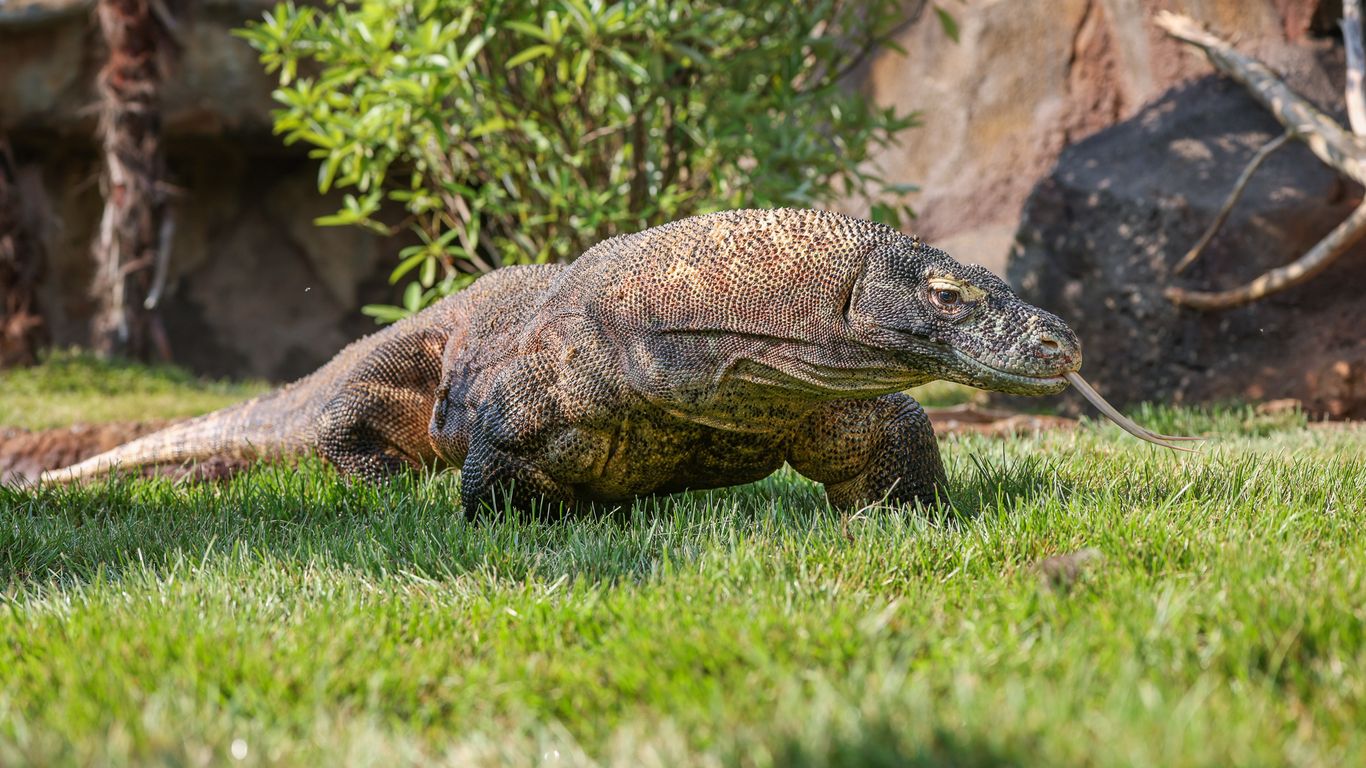 Komodo dragons take center stage at Nashville Zoo - Axios Nashville