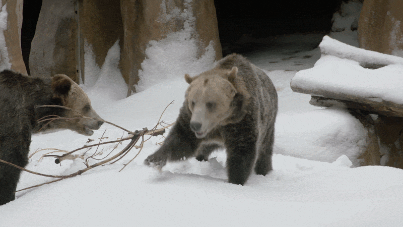 Two brown grizzly bears dig in the snow at the zoo.