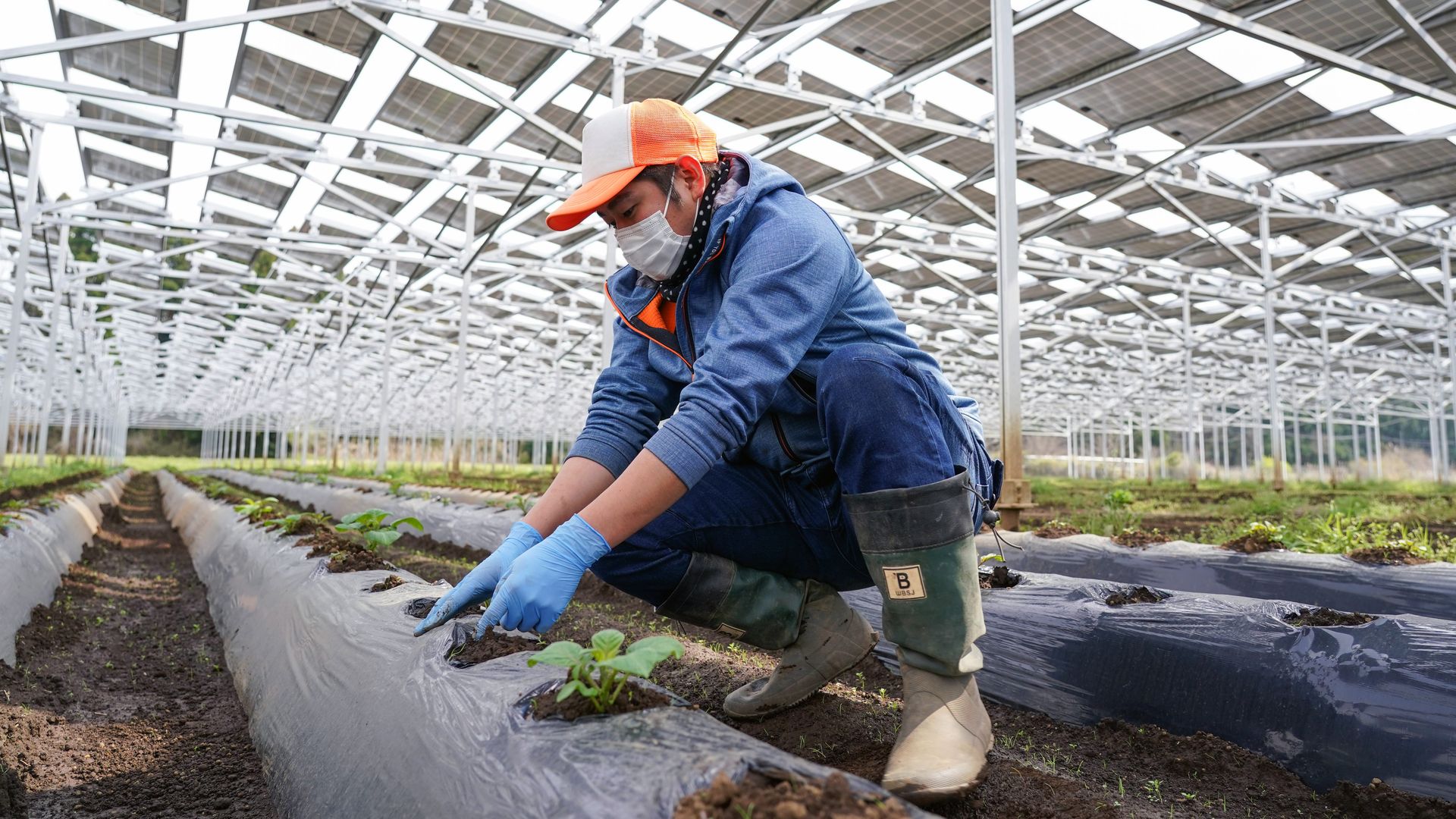 A staff member works on a potato field under solar panels