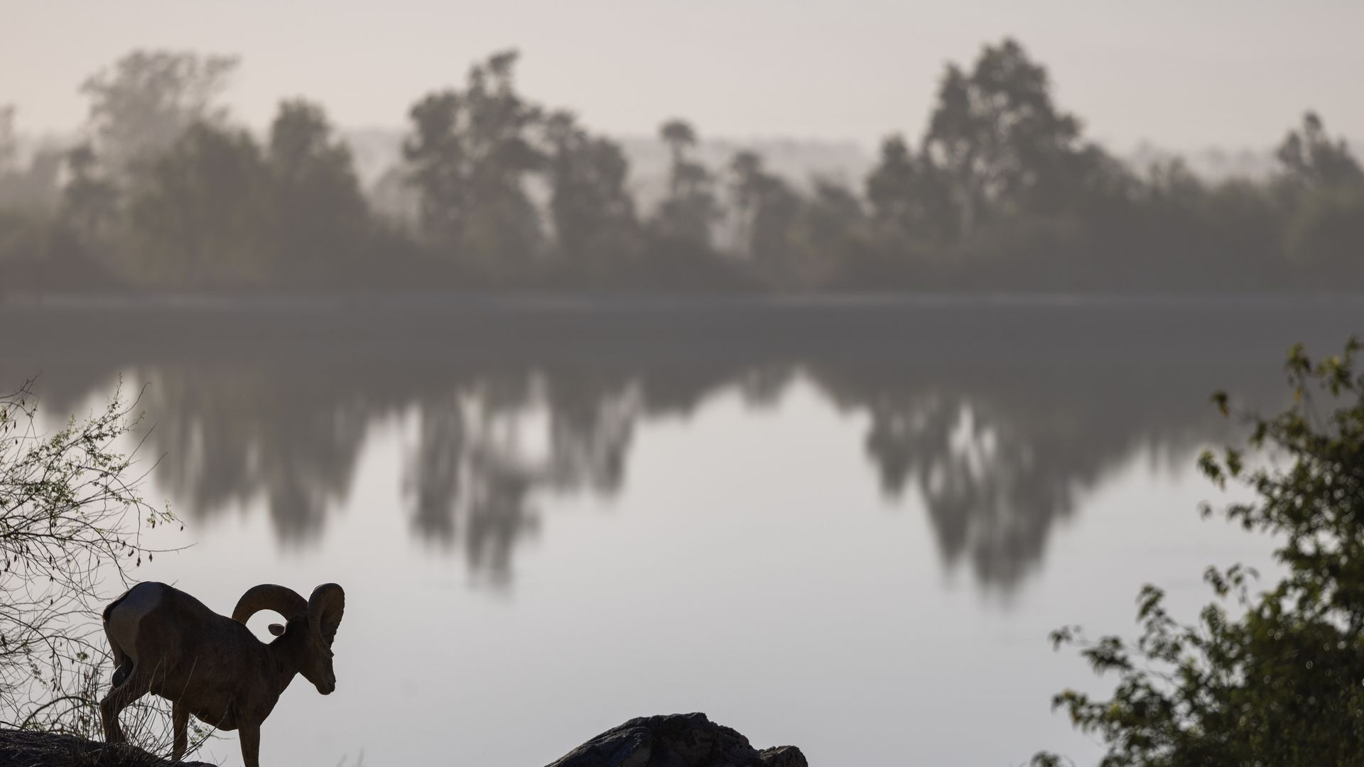 Bighorn ram walks near lake