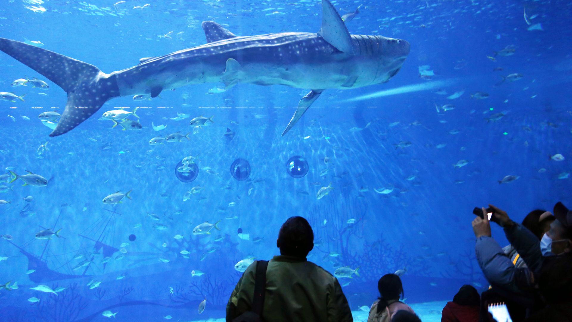 Visitors admire a bionic shark at an aquarium