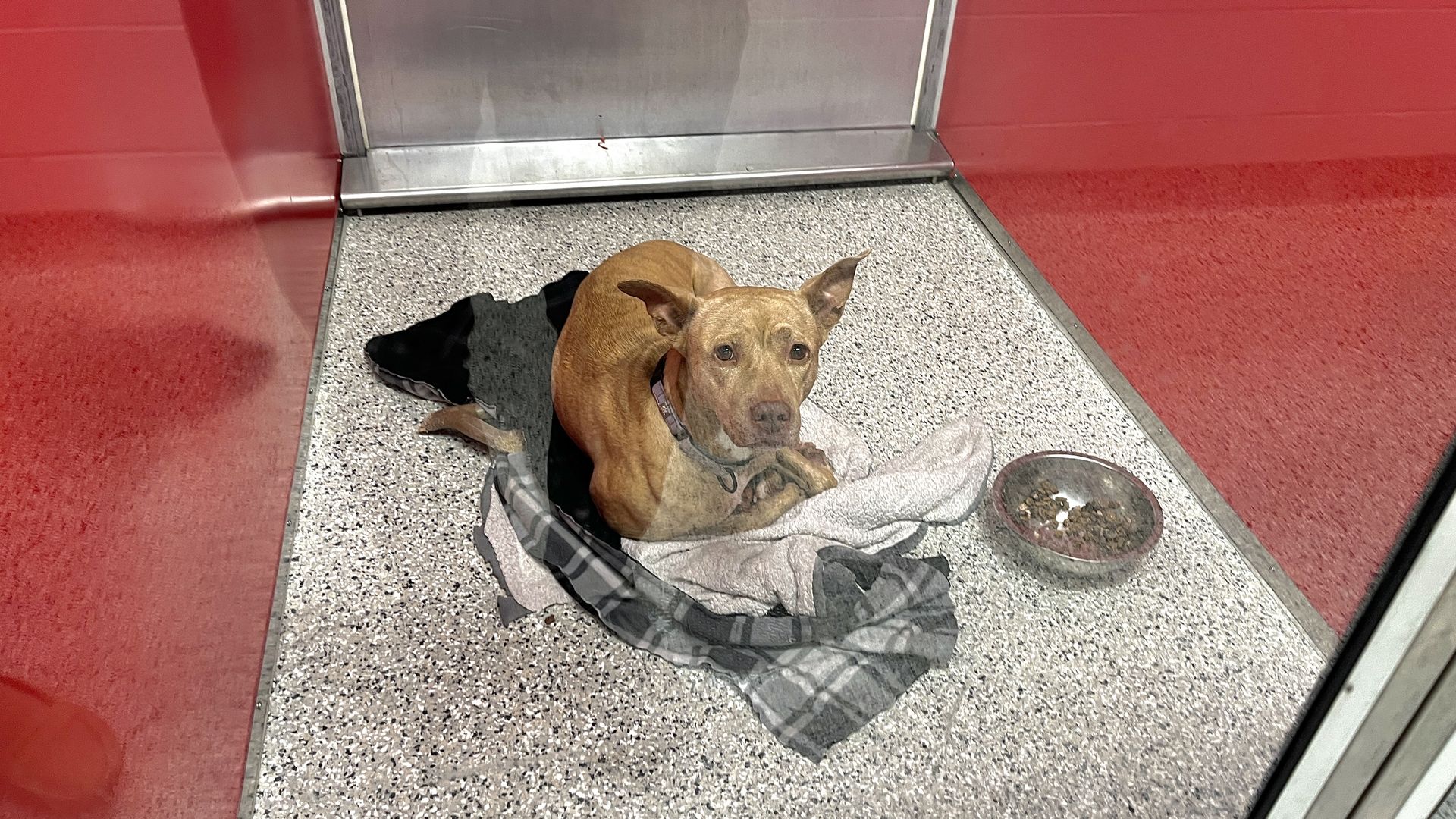 Brown dog with a collar lying on folded blankets inside a red-walled kennel with a silver metal door and a bowl of dog food nearby on speckled floor.