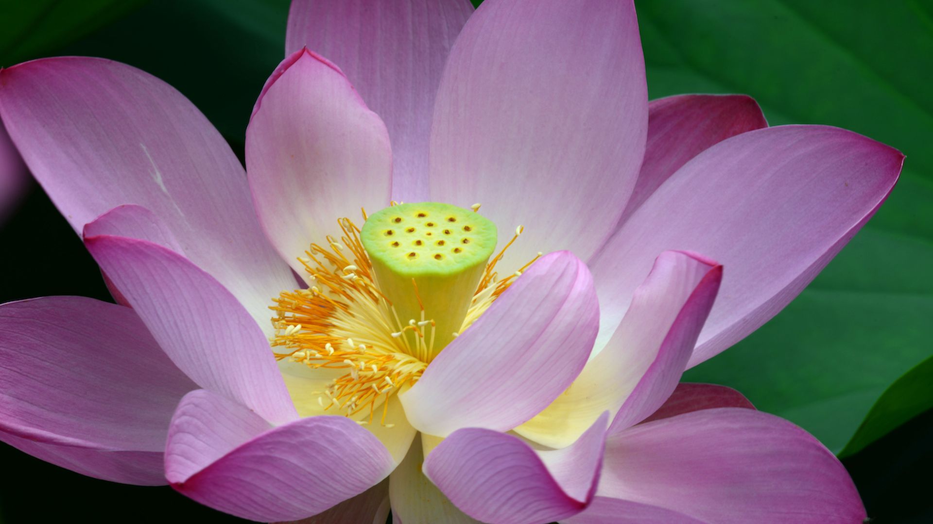 A lotus in peak bloom
